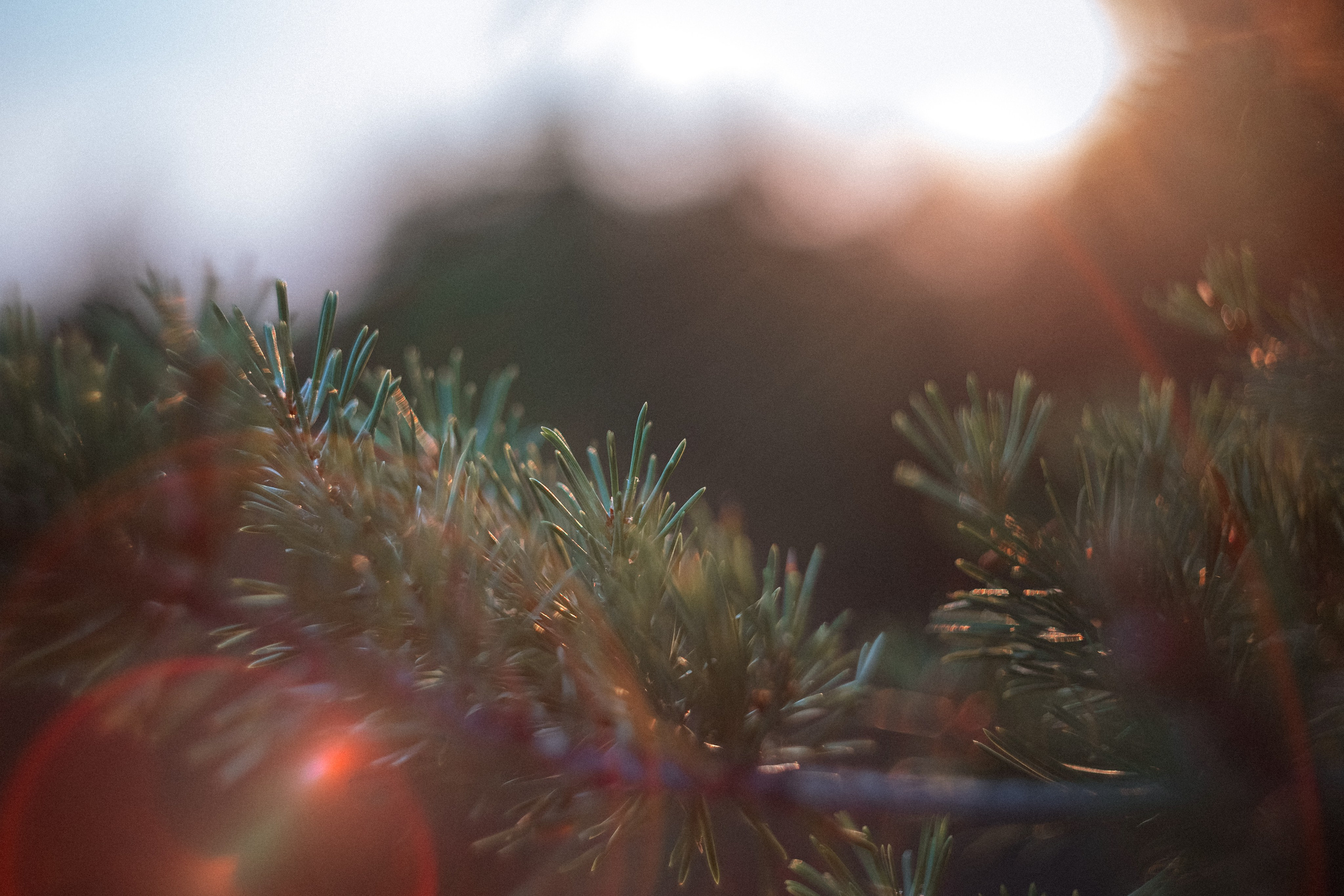 «Голливудская» связка Sony A7 III и Гелиос 44-2. Юля Дэй • Фотограф, Санкт-Петербург