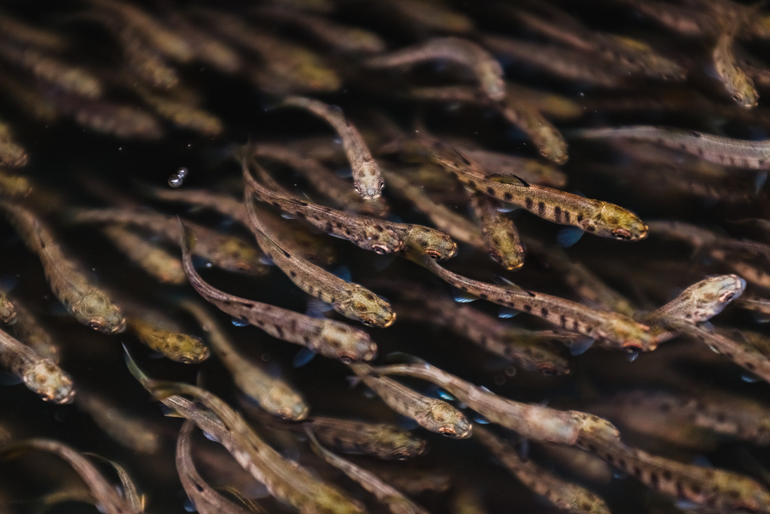 Туристические проекты. SMM-продвижение и контент в Санкт-Петербурге (СПб)