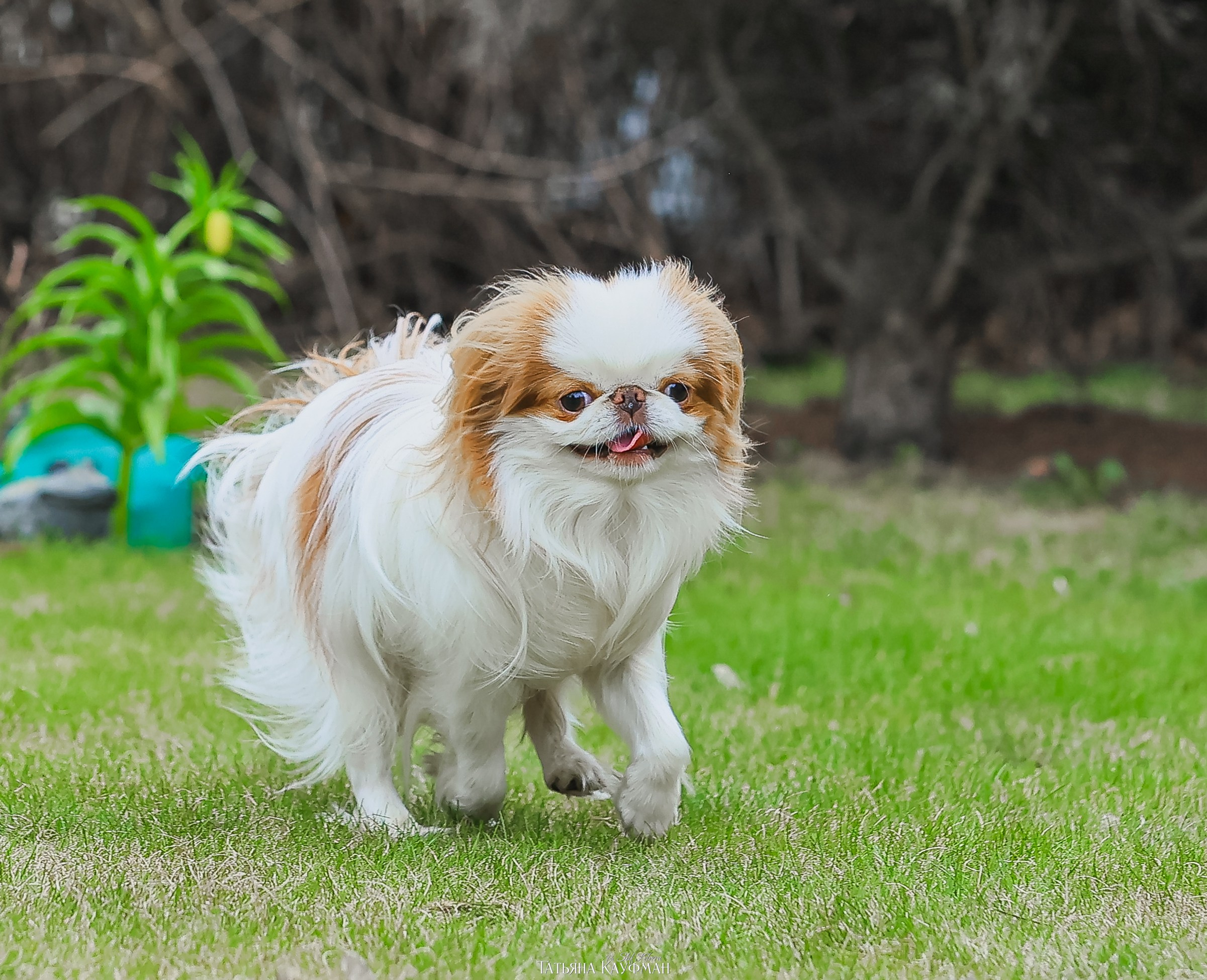 Японский хин, фотография японский хин, собака в цветах, красивая собака, фотограф анималист, фотокурс Анималистика, научиться фотографировать собак, фотограф Новосибирск