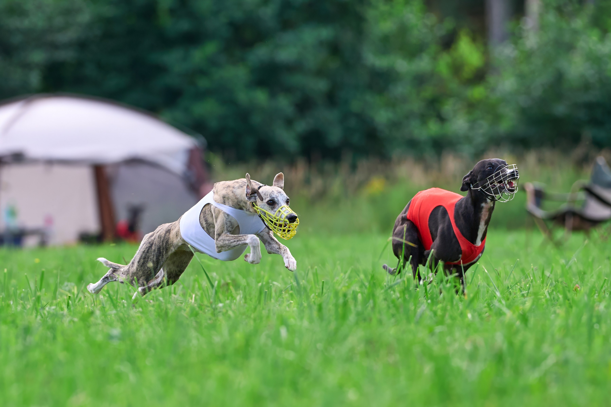 Тренировка в Донино. Фотограф-анималист Михаил Манухин