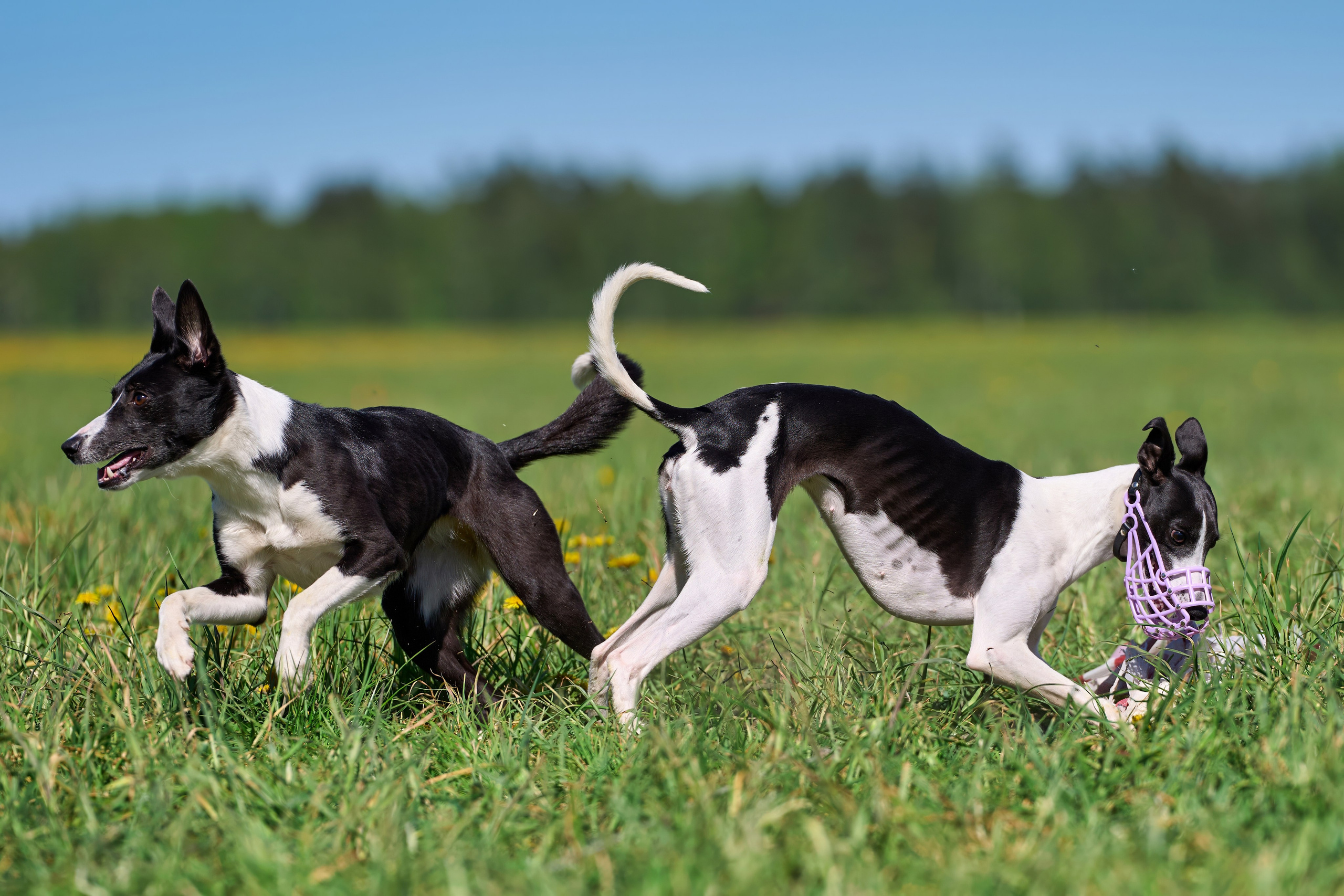 Тренировка по курсингу «на Ярославке». Фотограф-анималист Михаил Манухин