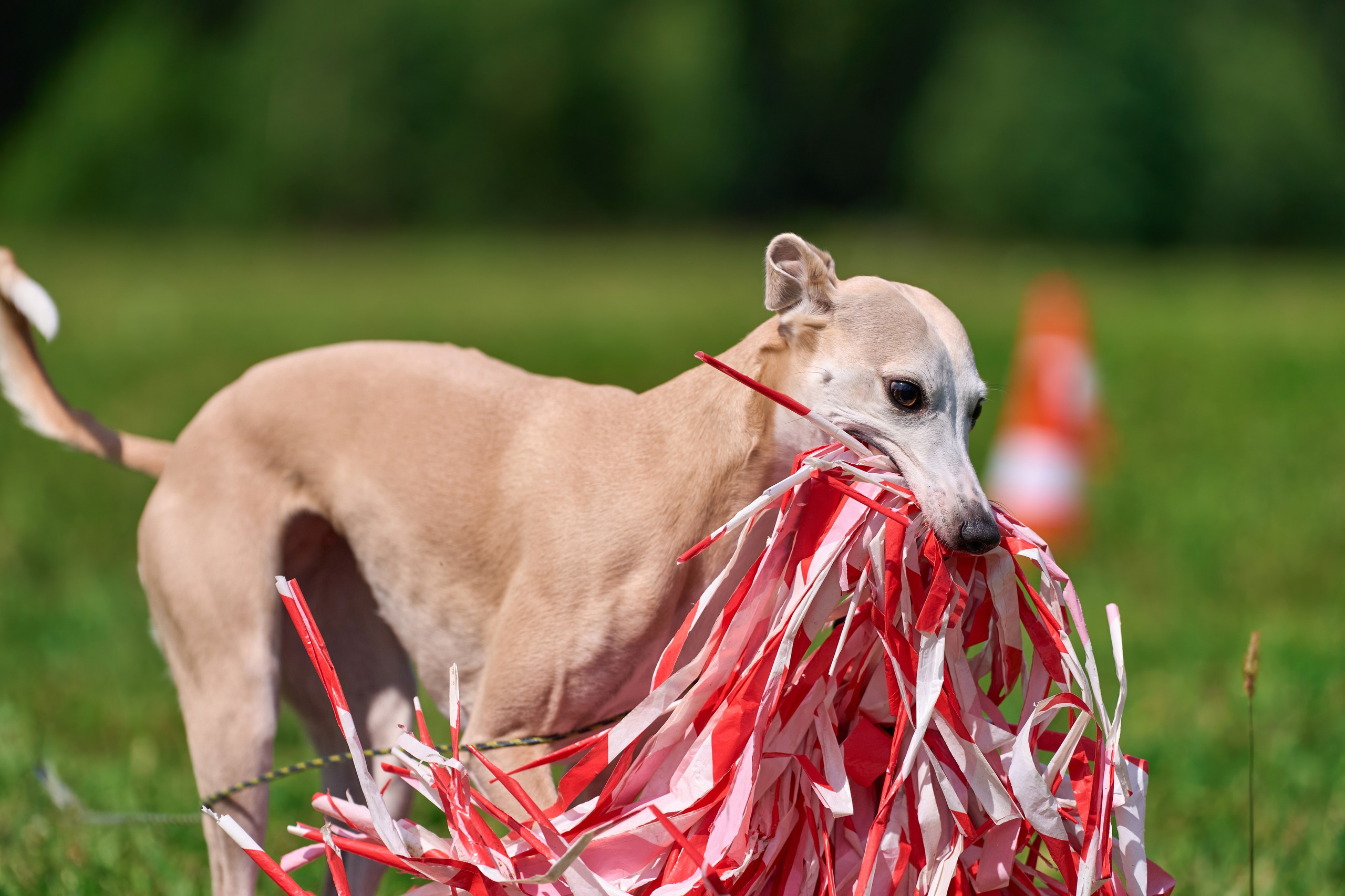 Тренировка в Донино. Фотограф-анималист Михаил Манухин