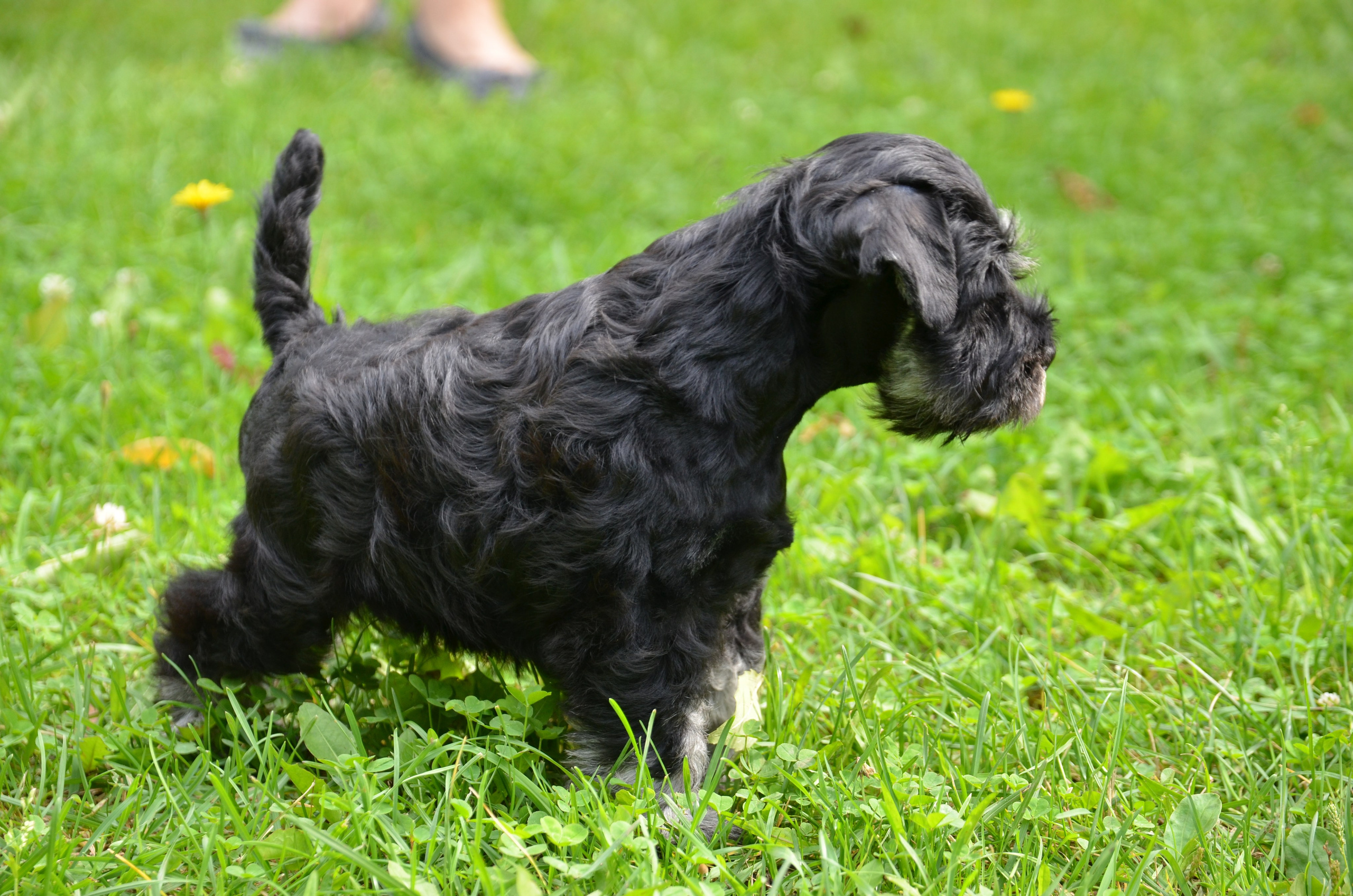Гелик/ Delinso Balance Enamorado De-Ti. Питомник цвергшнауцеров в Беларуси «Делинсо Бэлэнс»