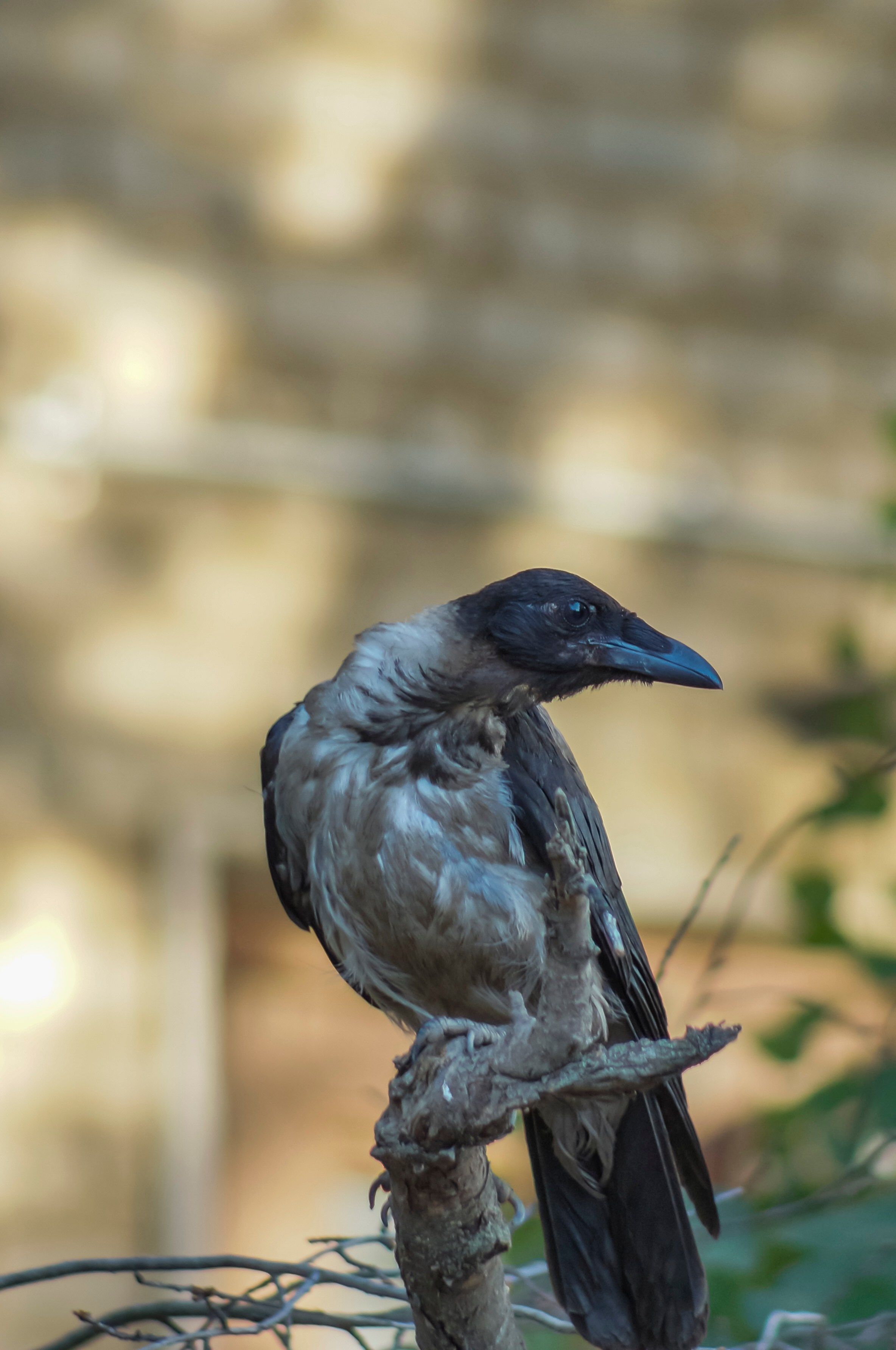Ворона. Донеал Скнарь — концертный фотограф