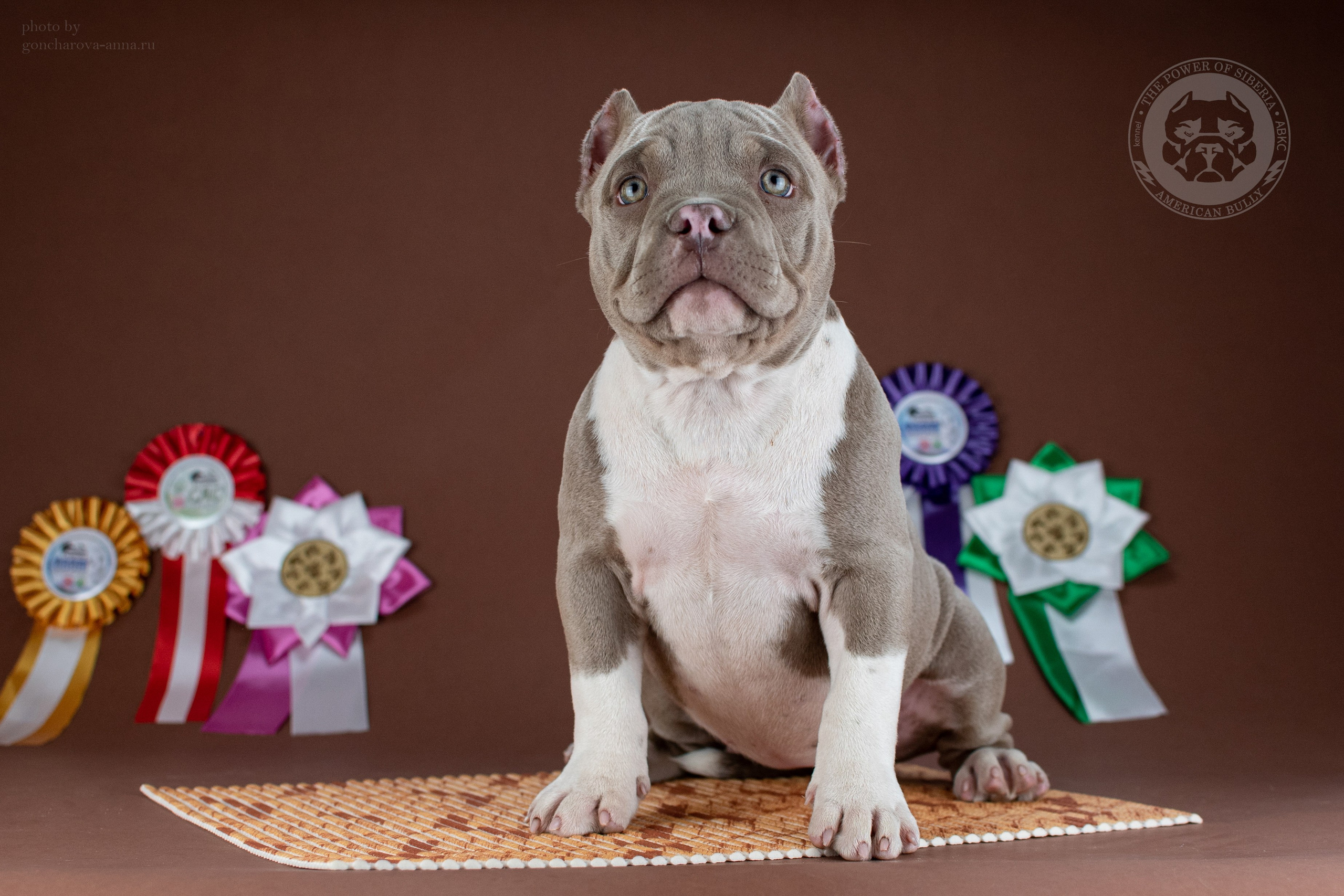 Купить щенка American Bully в Питере