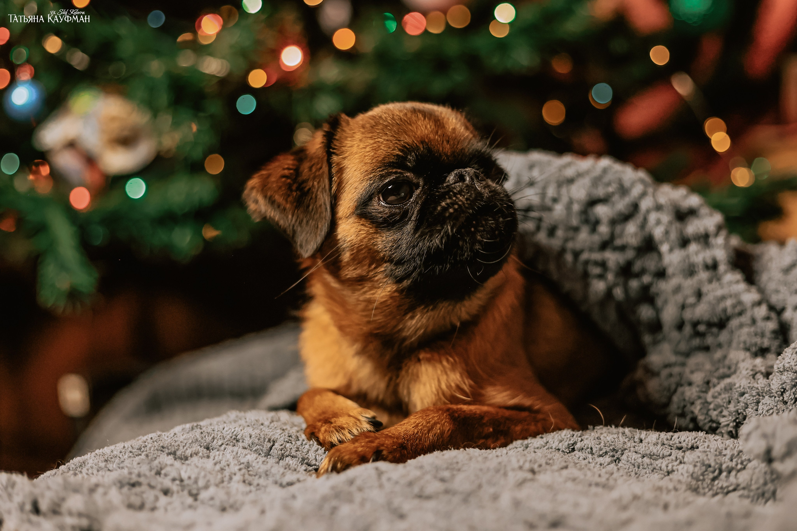 Малый брабансон, фотография брабансон, красивая собака, фотограф анималист, фотокурс Анималистика, научиться фотографировать собак, фотограф Новосибирск