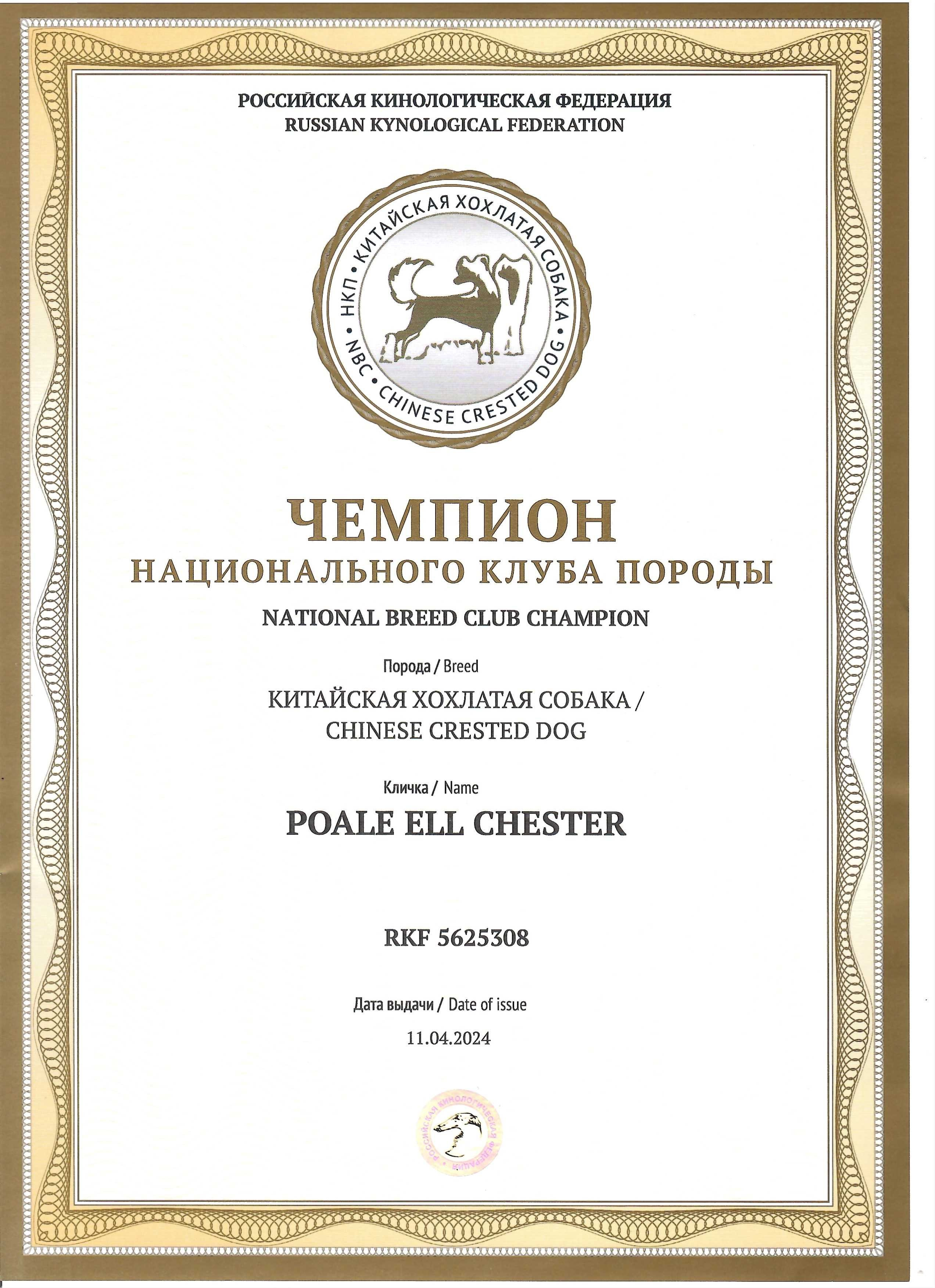 Poale Ell Chester. Питомник китайских хохлатых собак Poale Ell: купить щенка