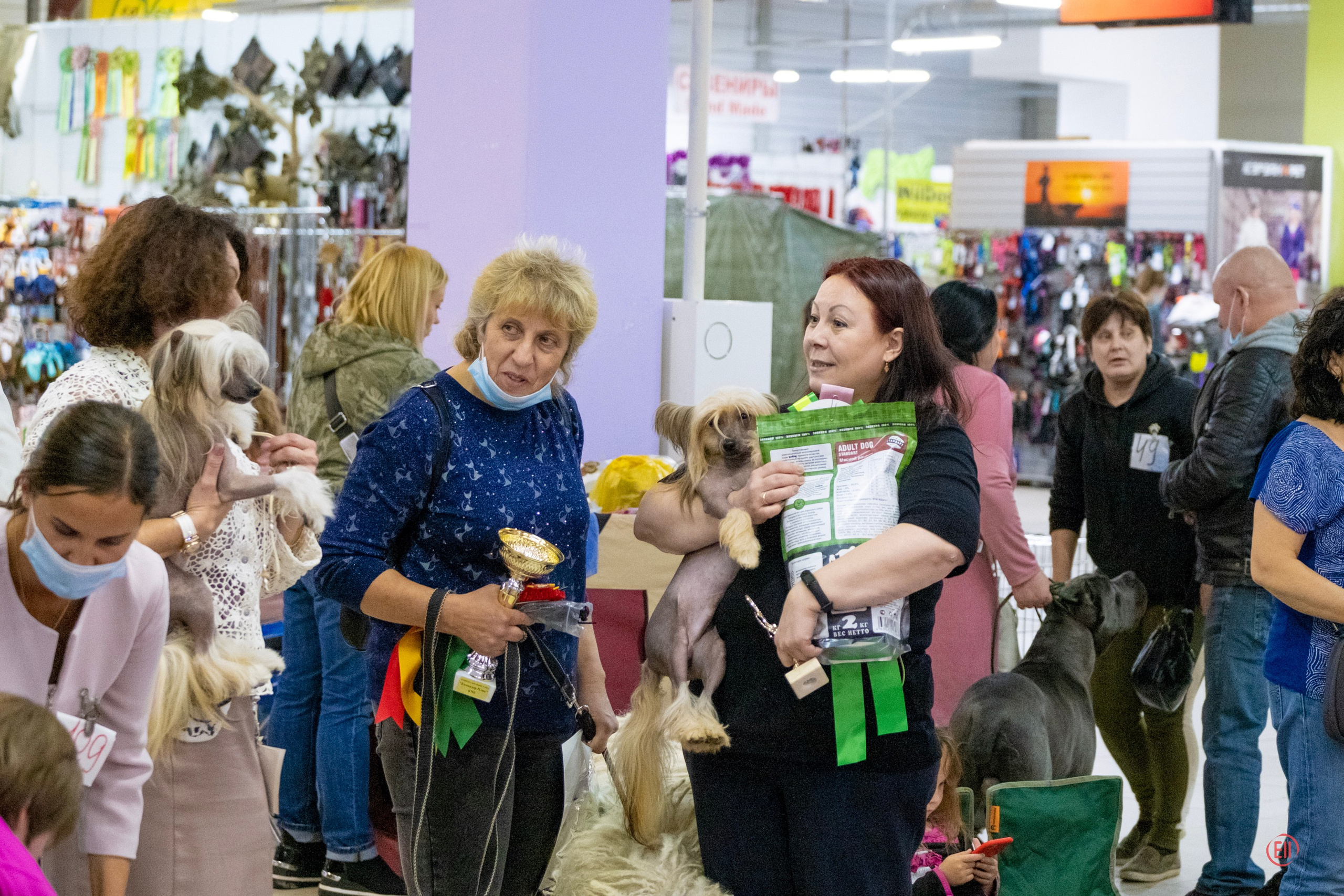 Честер BOB, BIG 2. Мы посетили две выставки. Питомник китайских хохлатых собак Poale Ell: купить щенка