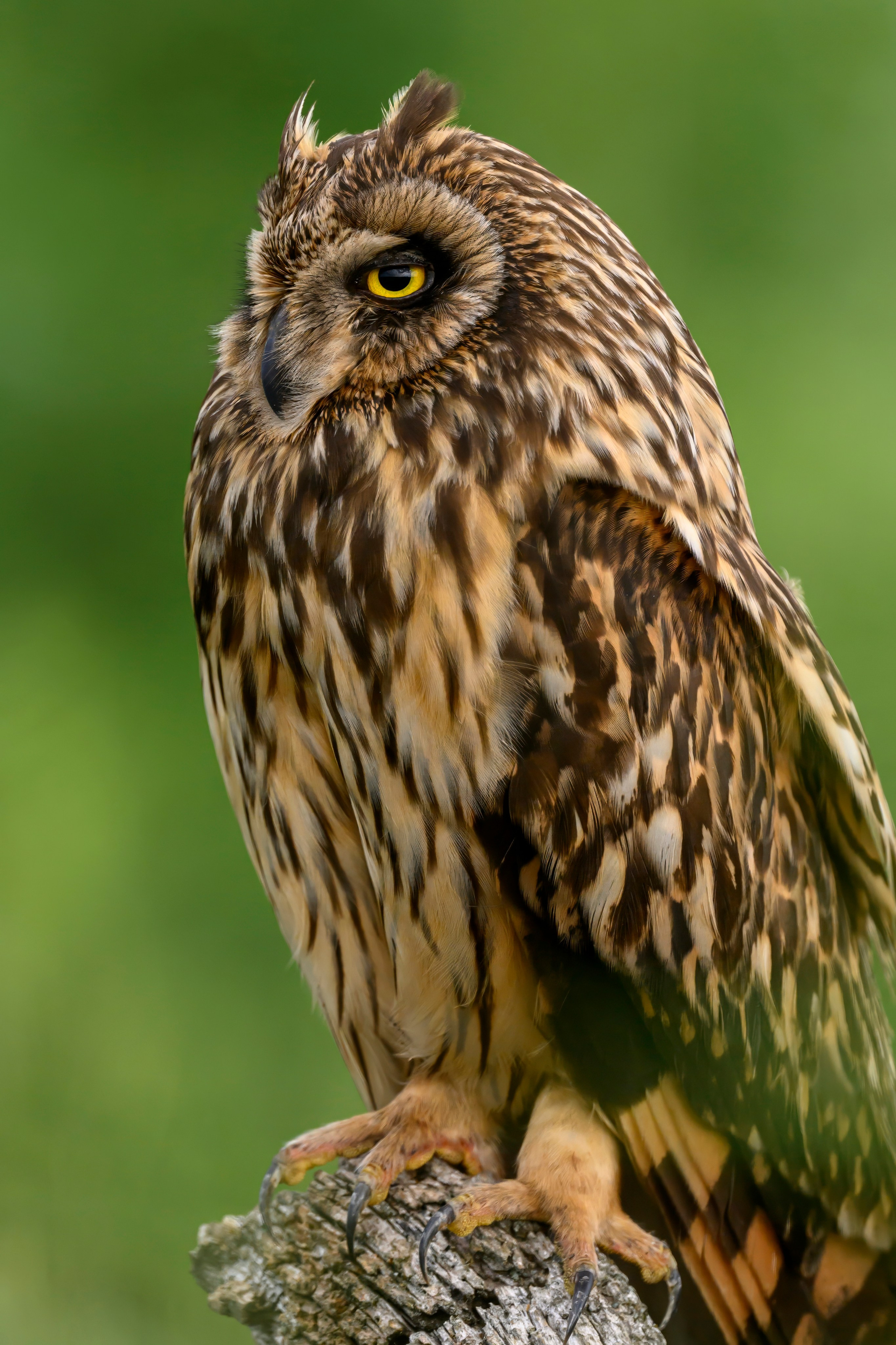 Цапли и совы. Herons and Owls. Wildlife photography by Sergey Puponin
