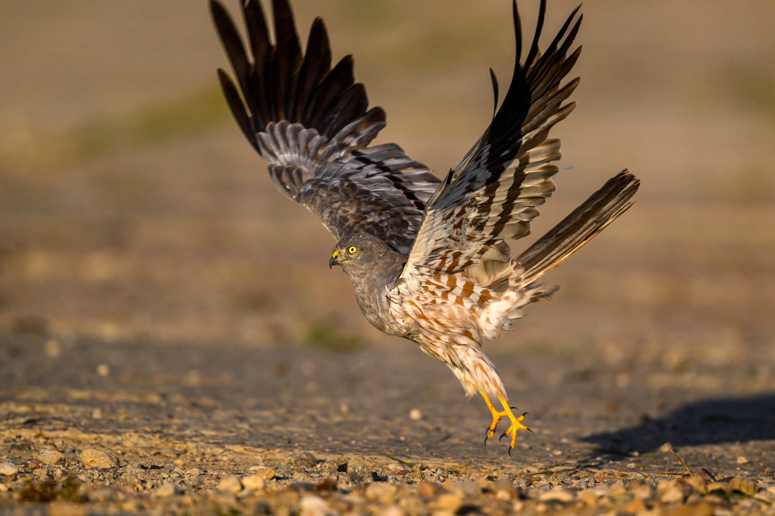 Лунь и коршуны. Harrier and Kites. Wildlife photography by Sergey Puponin
