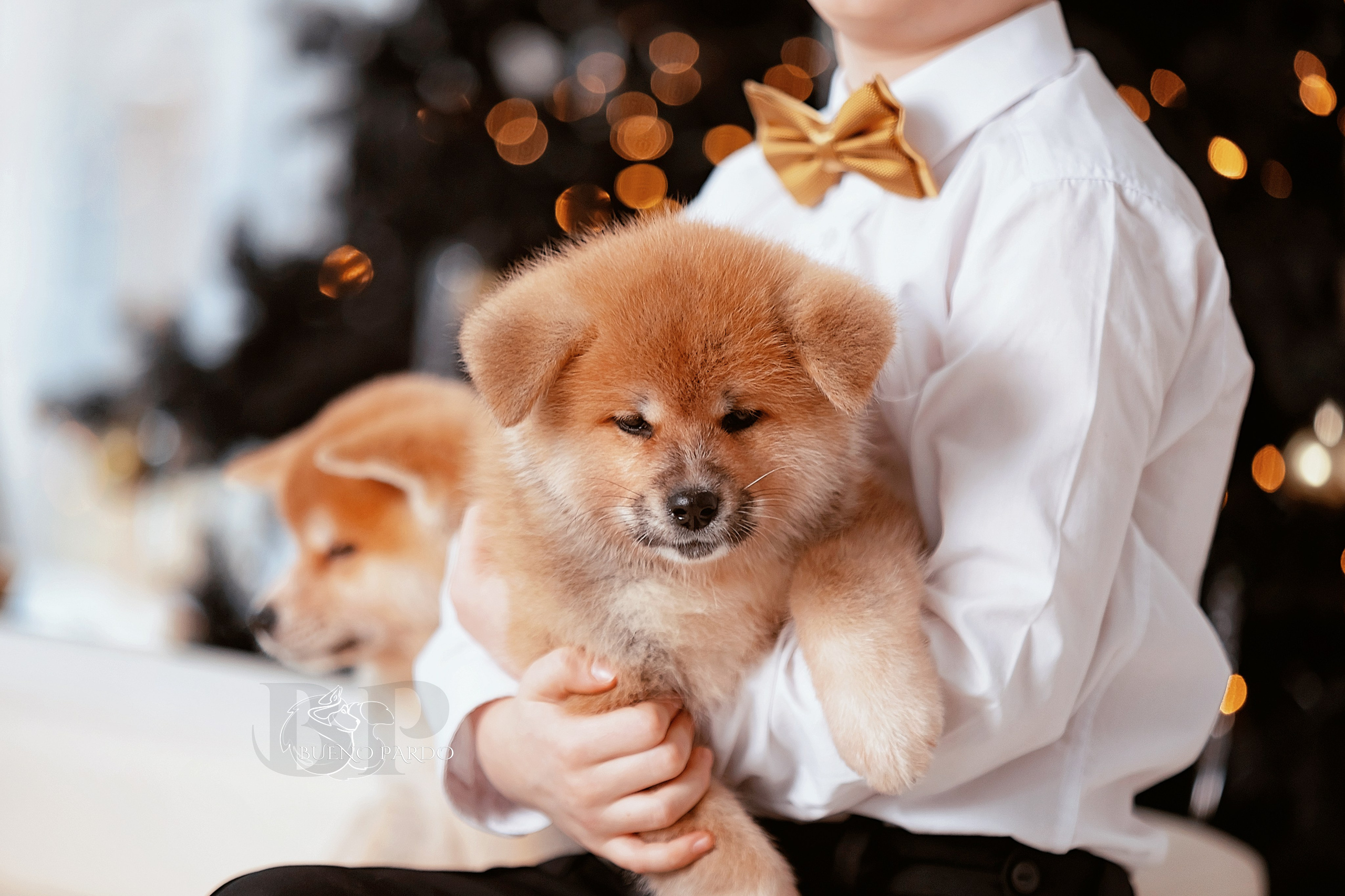 Щенки японской акита ину из питомника. Питомник собак Акита, Хаски, Корги