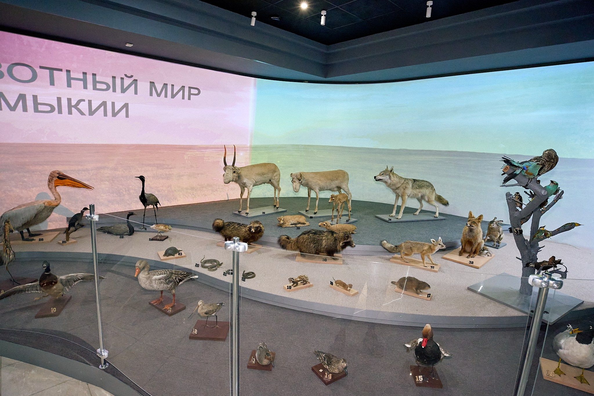 Элиста 08.2024. Петр Ступень. Свадебное, семейное фото и видео. Москва. Краснодар