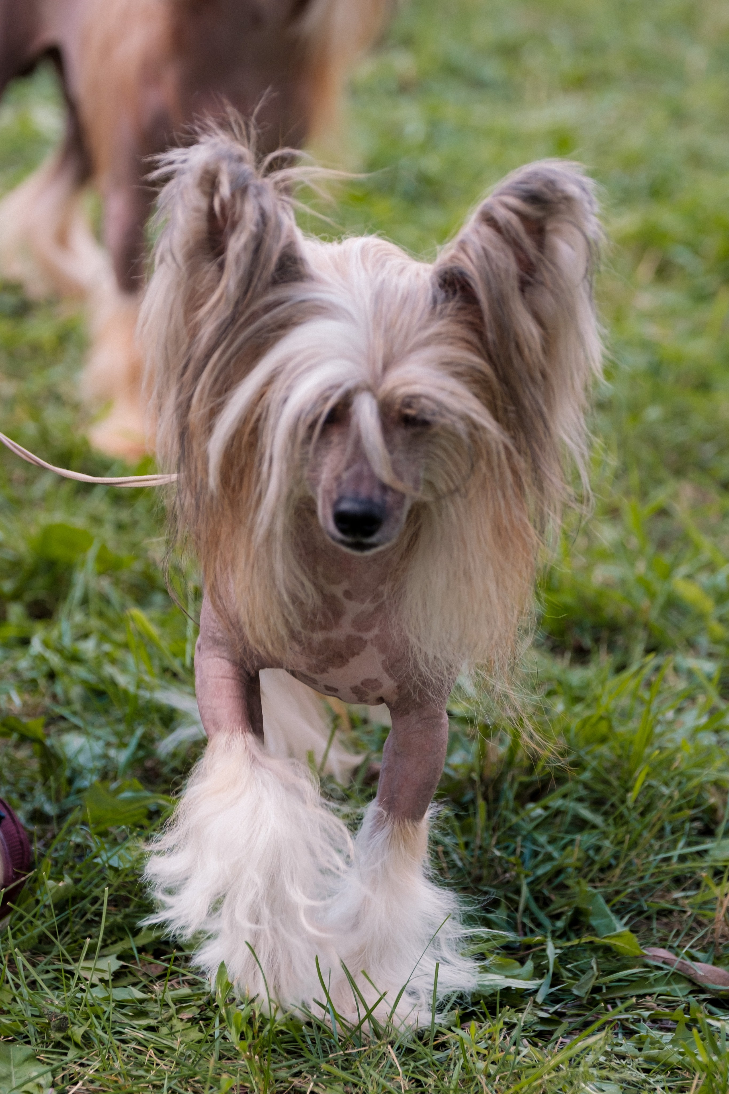 Poale Ell Chester. Питомник китайских хохлатых собак Poale Ell: купить щенка