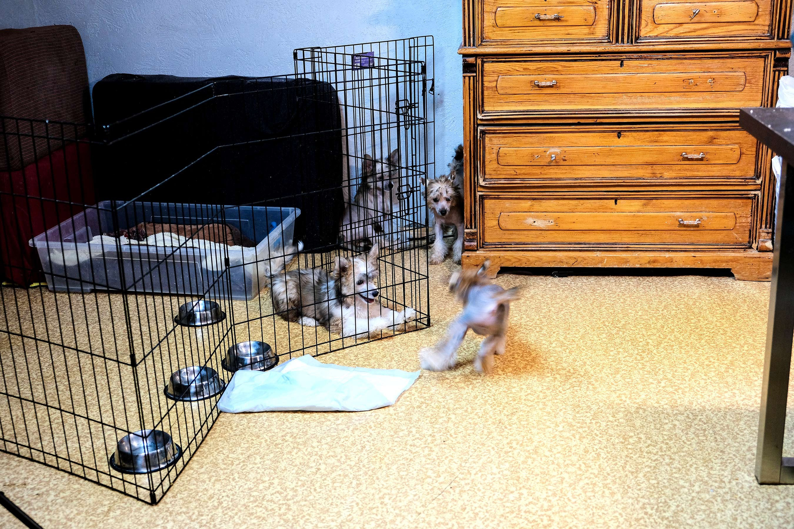 Честер, примерный щенок. Питомник китайских хохлатых собак Poale Ell: купить щенка в питомнике