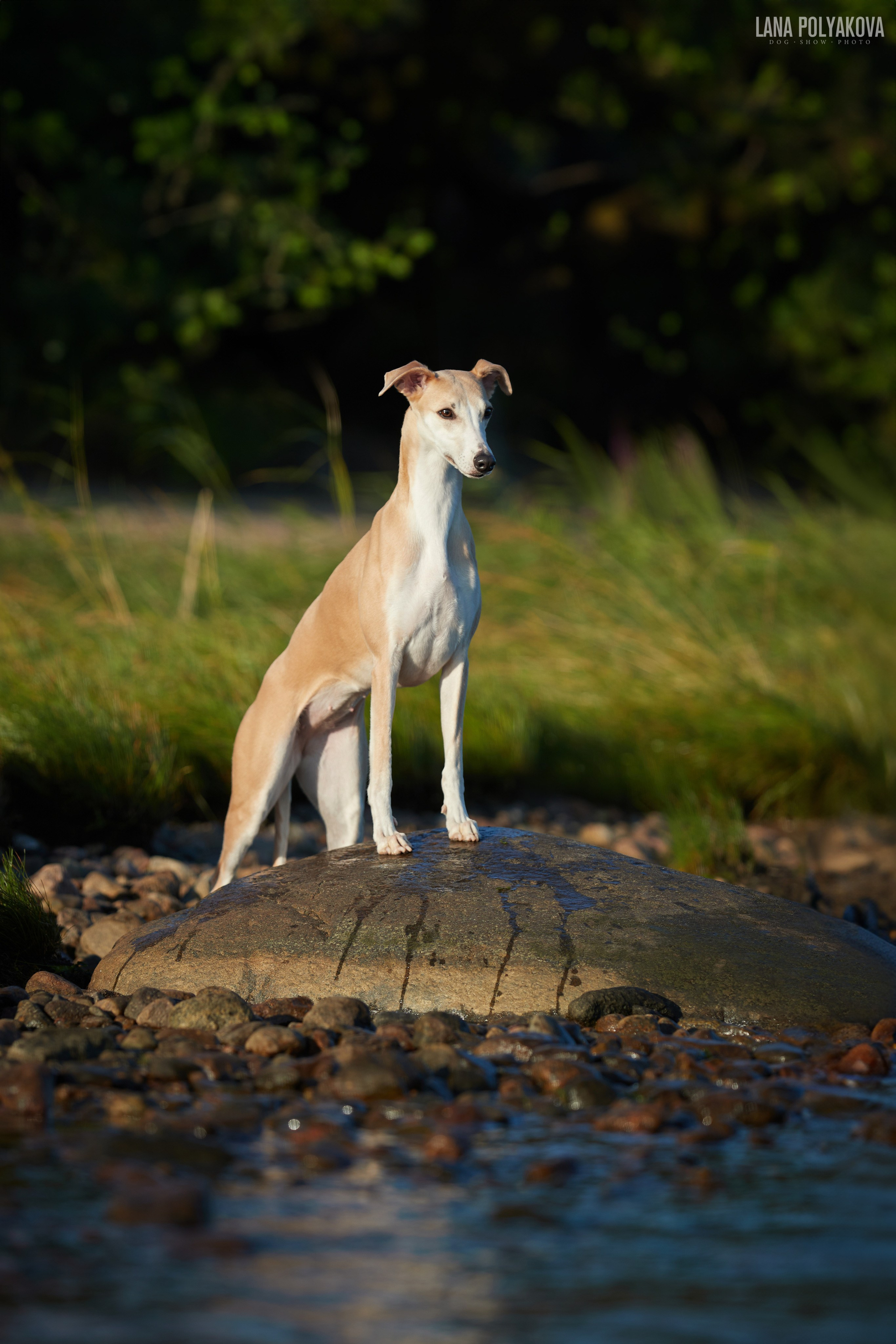 ВЫЕЗДНЫЕ ФОТОСЕССИИ СОБАК. ФОТОГРАФ-АНИМАЛИСТ l LANA POLYAKOVA