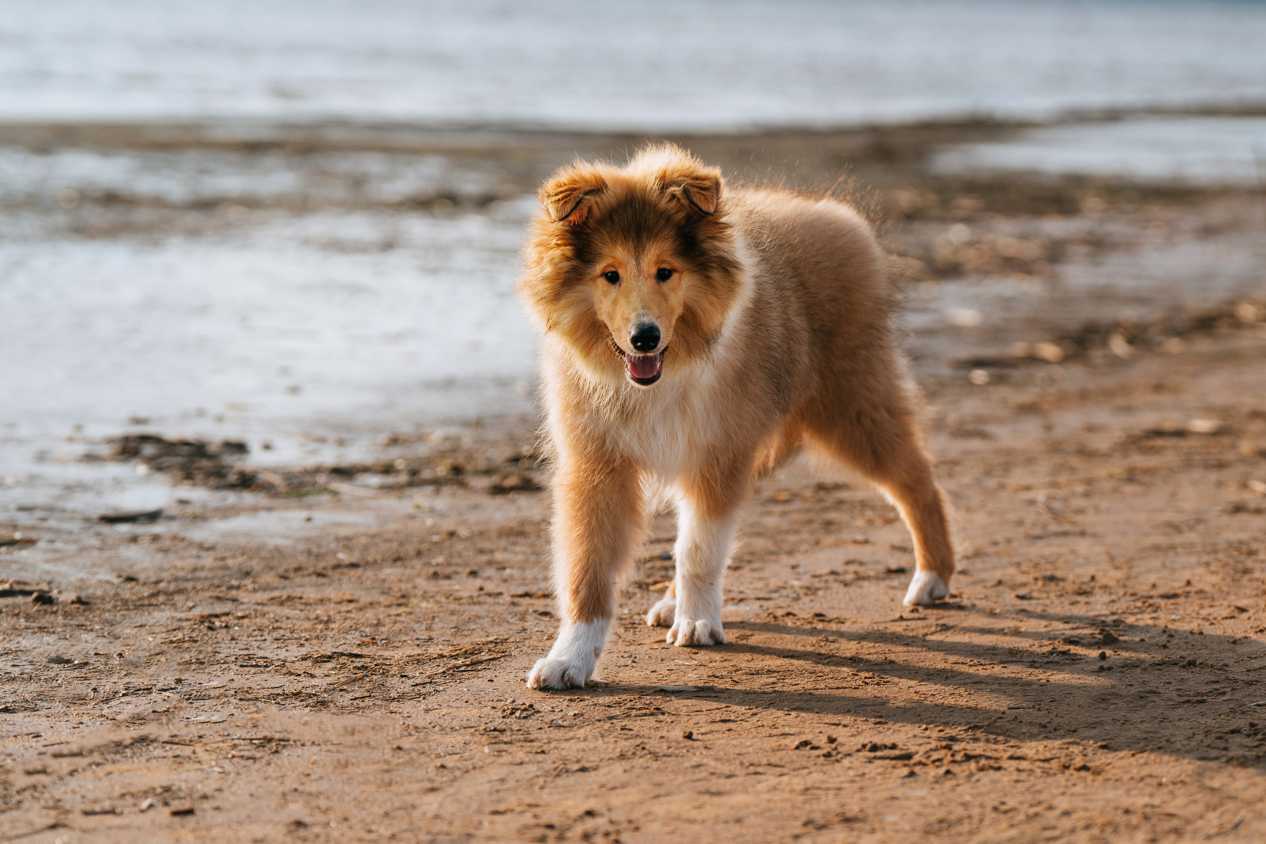 Фотосессия со щенками колли. Фотограф анималист в Спб недорого Олеся Майорова