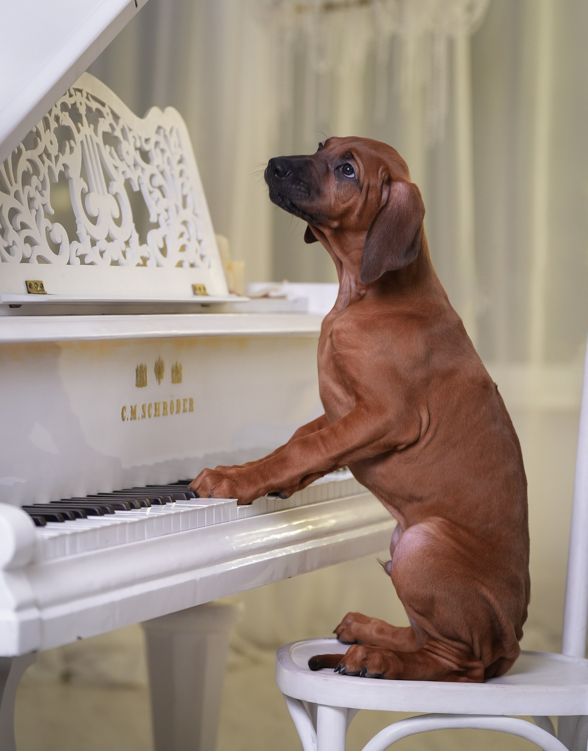 Родезийские Риджбеки в Санкт-Петербурге