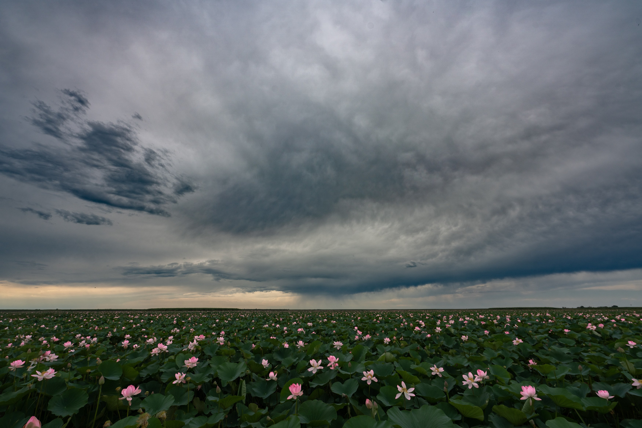 Барханы и лотосы. Июль–Август