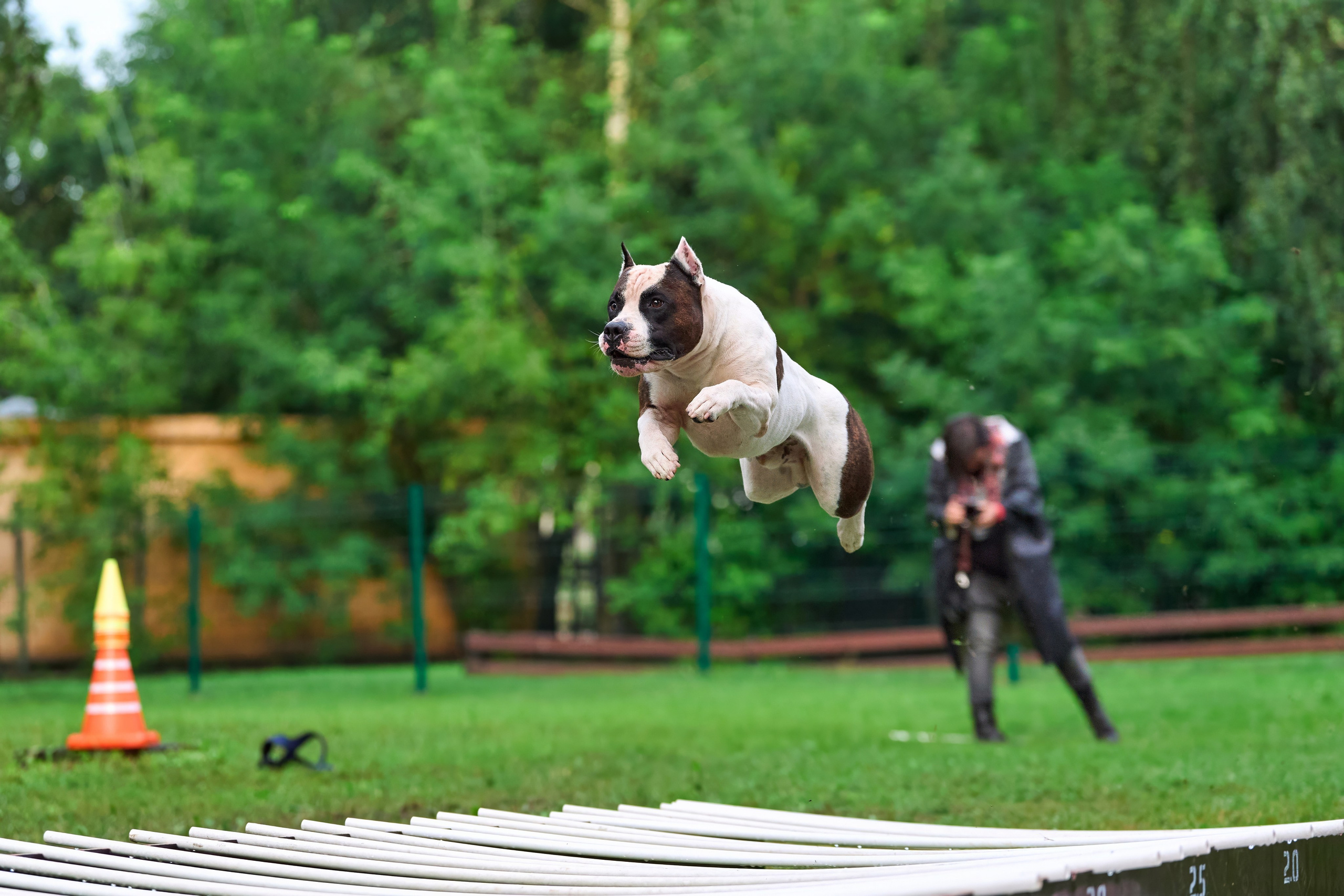 Jump'n'Gym JUMP! — 2024. Фотограф-анималист Михаил Манухин