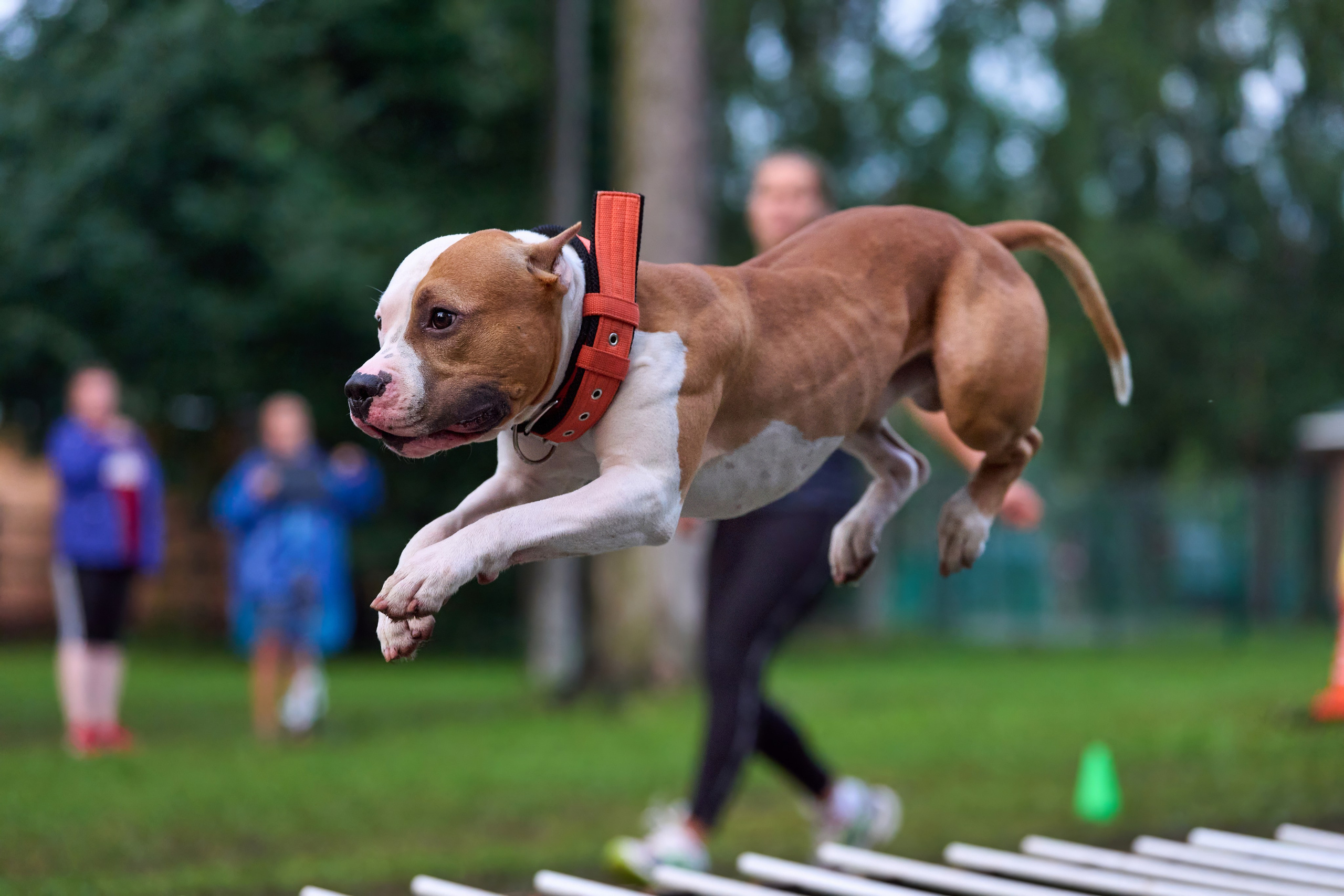 Jump'n'Gym JUMP! — 2024. Фотограф-анималист Михаил Манухин