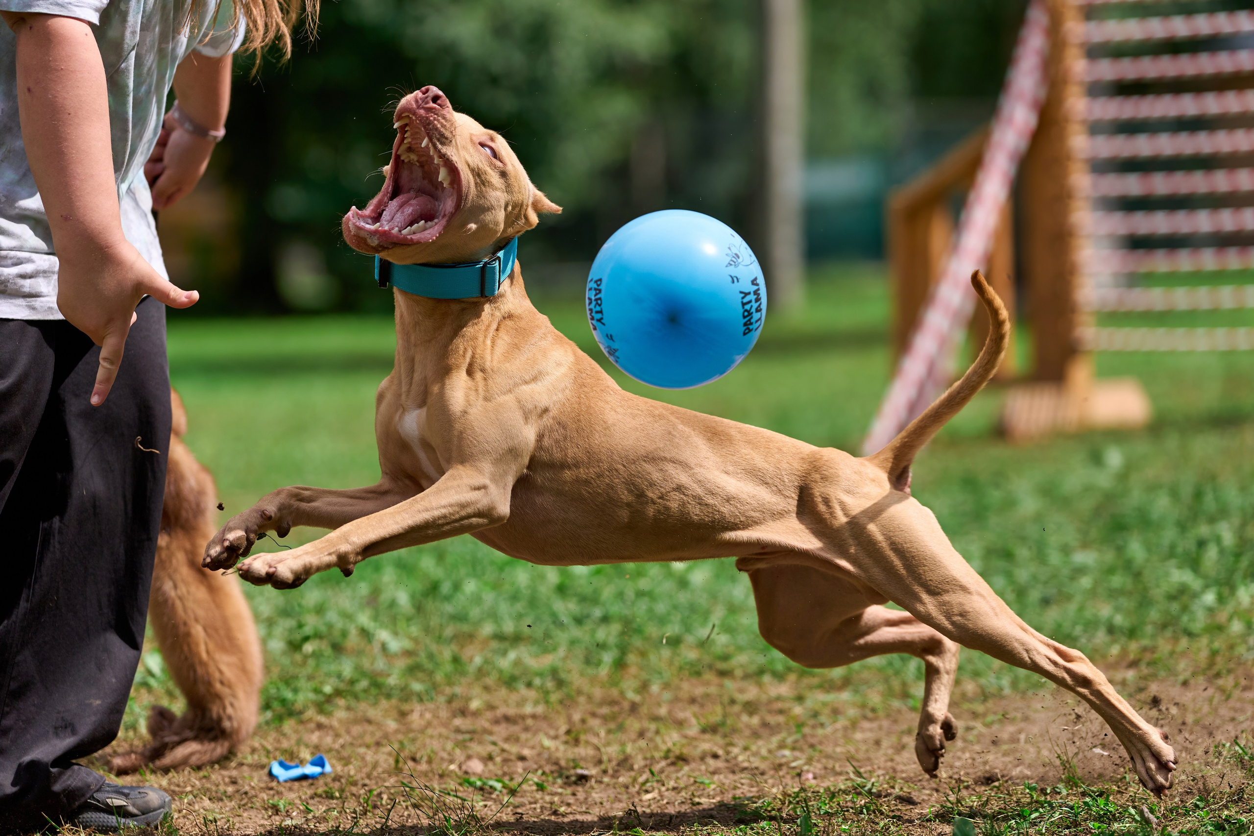 Jump'n'Gym JUMP! — 2024. Фотограф-анималист Михаил Манухин
