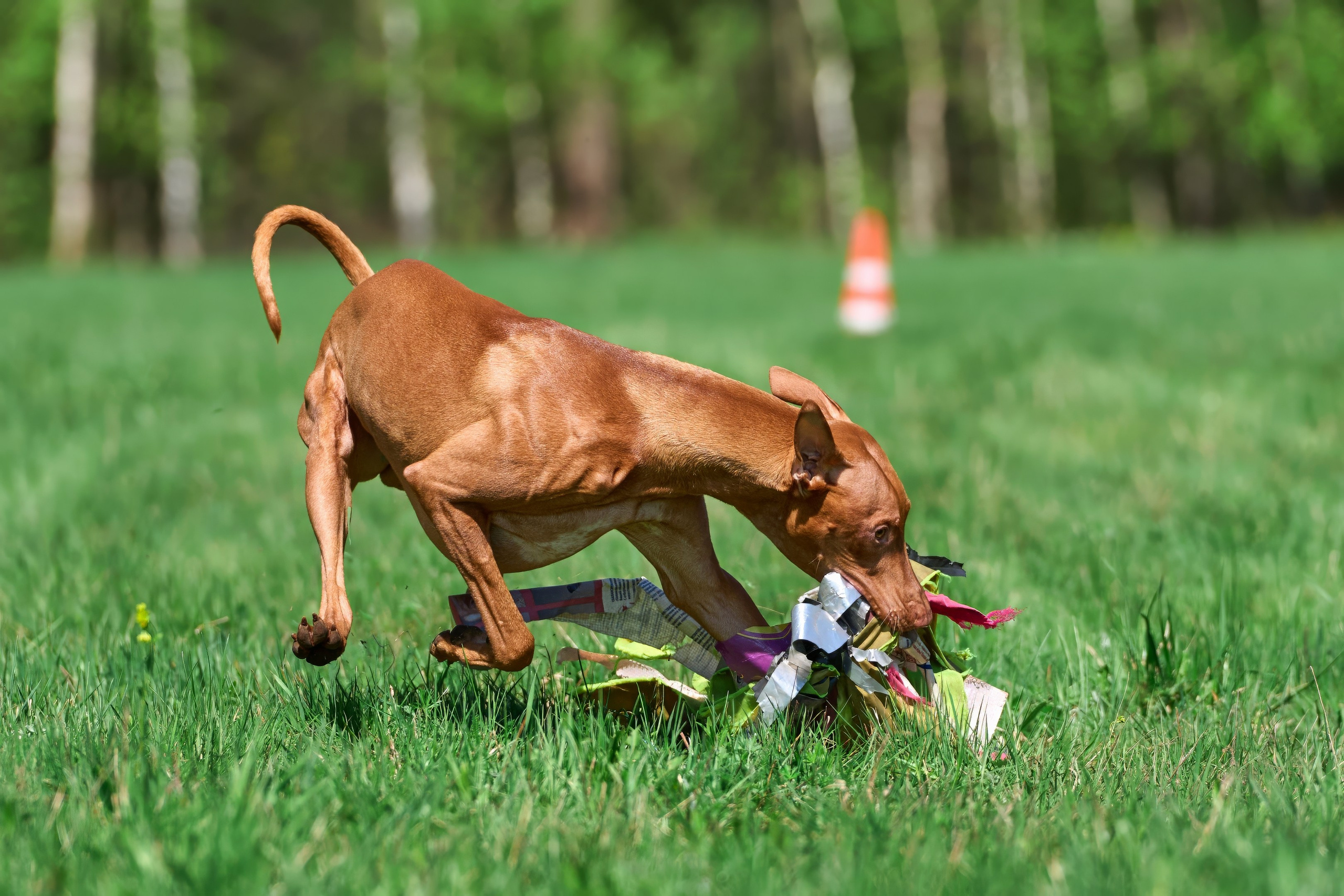 Тренировка по курсингу Донино. Фотограф-анималист Михаил Манухин
