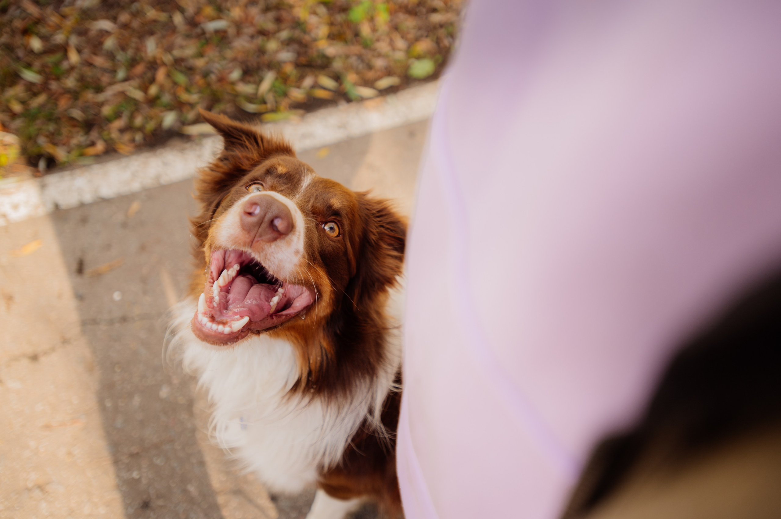 PET-FRENDLY. Организация свадеб и вечеринок