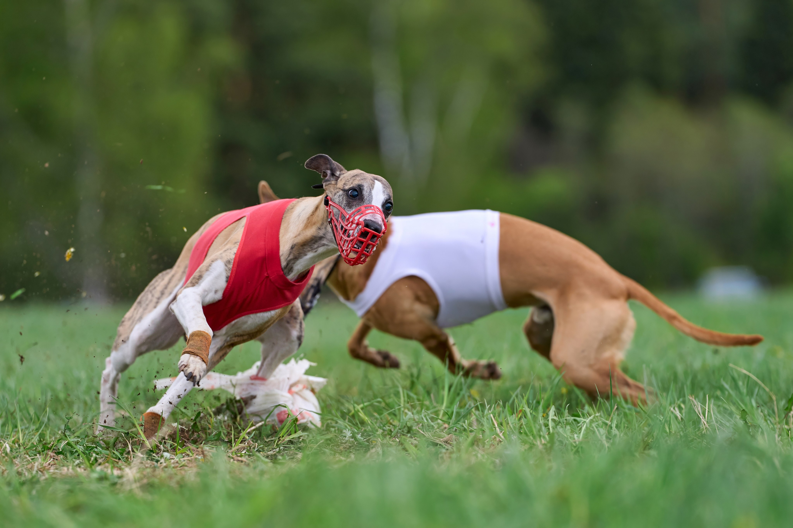 ПЧРКФ по курсингу. Фотограф-анималист Михаил Манухин