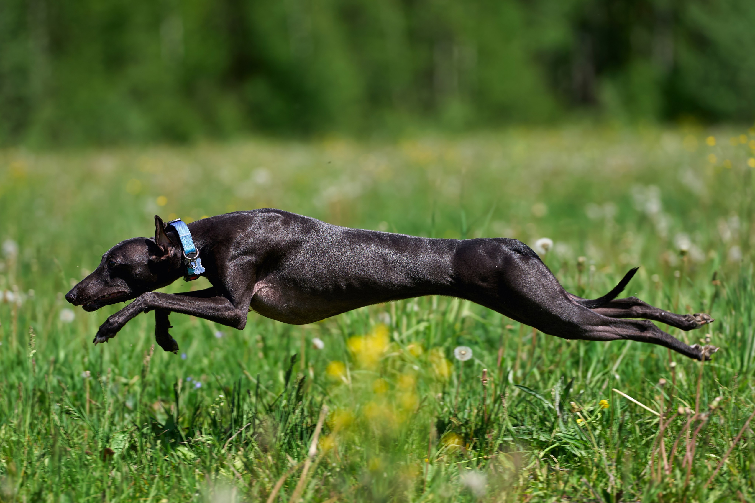 Тренировка по курсингу Донино. Фотограф-анималист Михаил Манухин