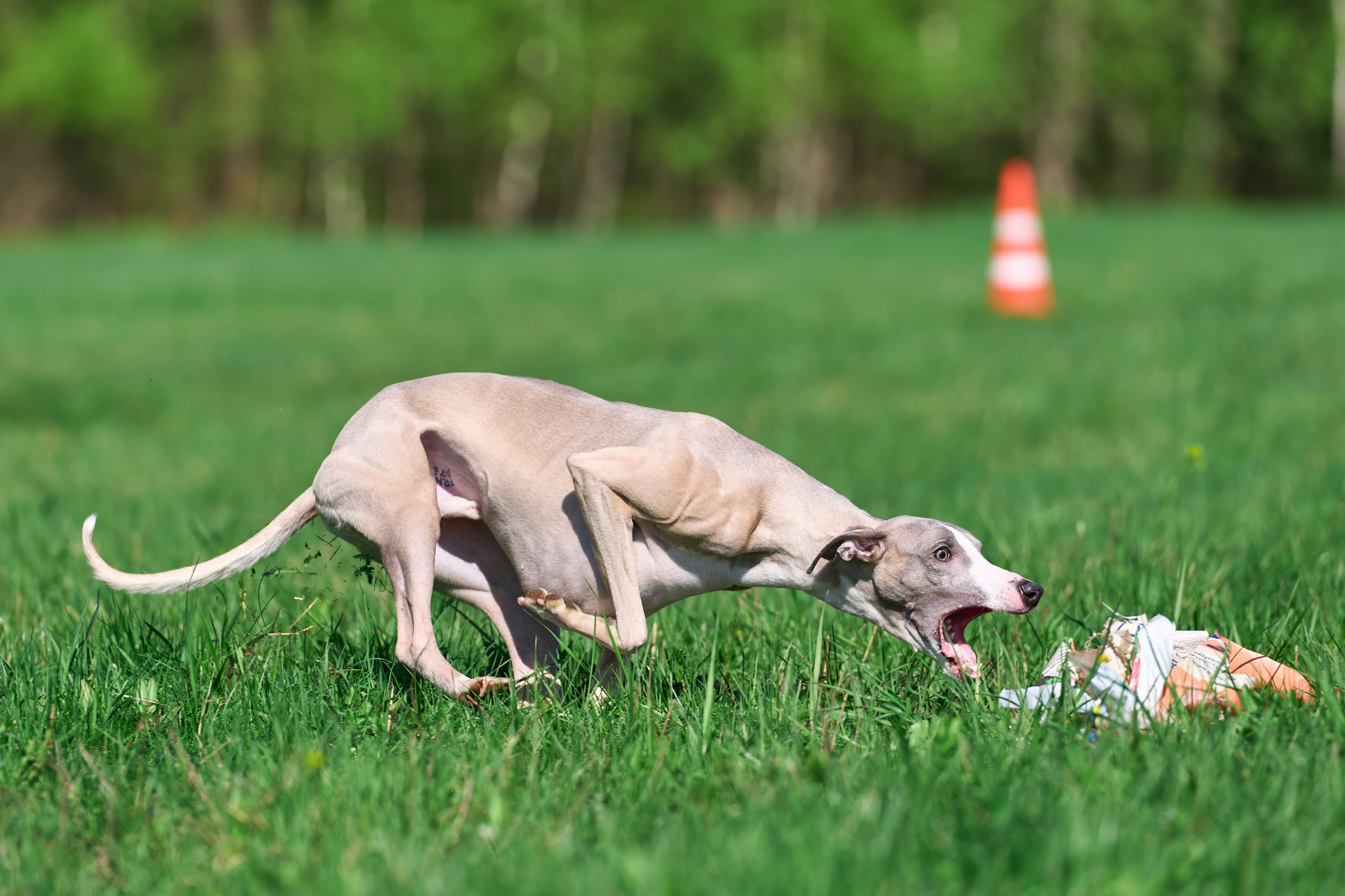 Тренировка по курсингу Донино. Фотограф-анималист Михаил Манухин