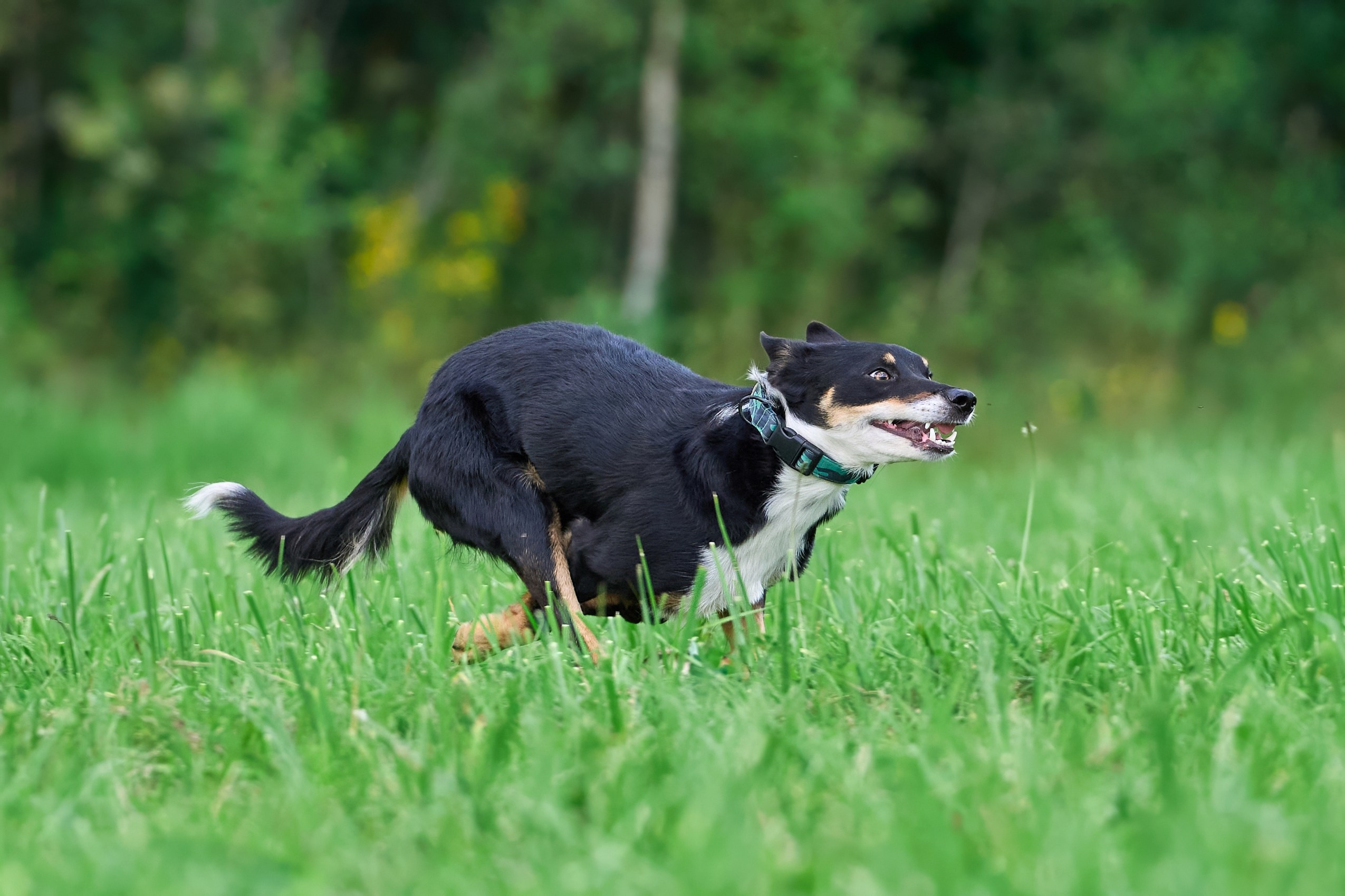 Тренировка в Донино. Фотограф-анималист Михаил Манухин