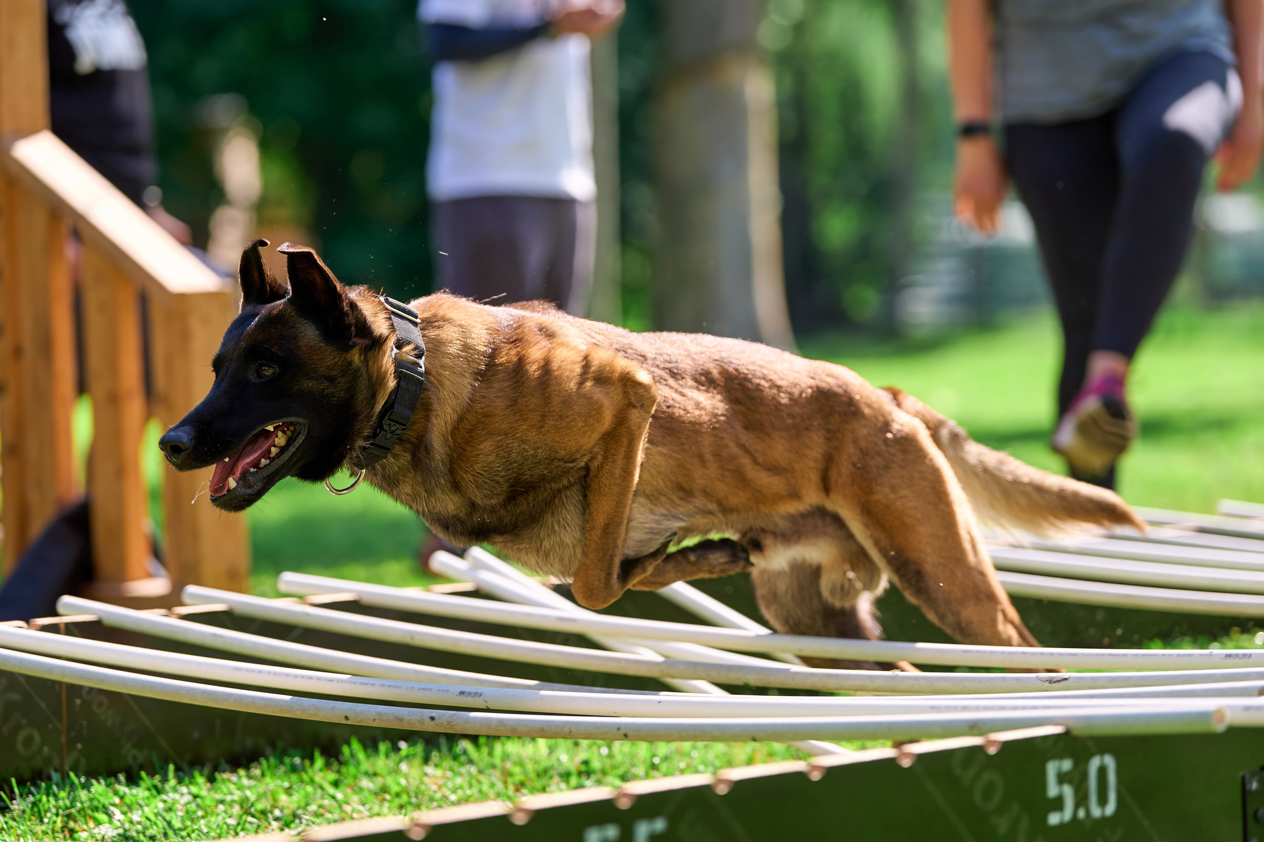 Двухдневные соревнования «Jump'n'Gym Fest — 2024». Фотограф-анималист Михаил Манухин