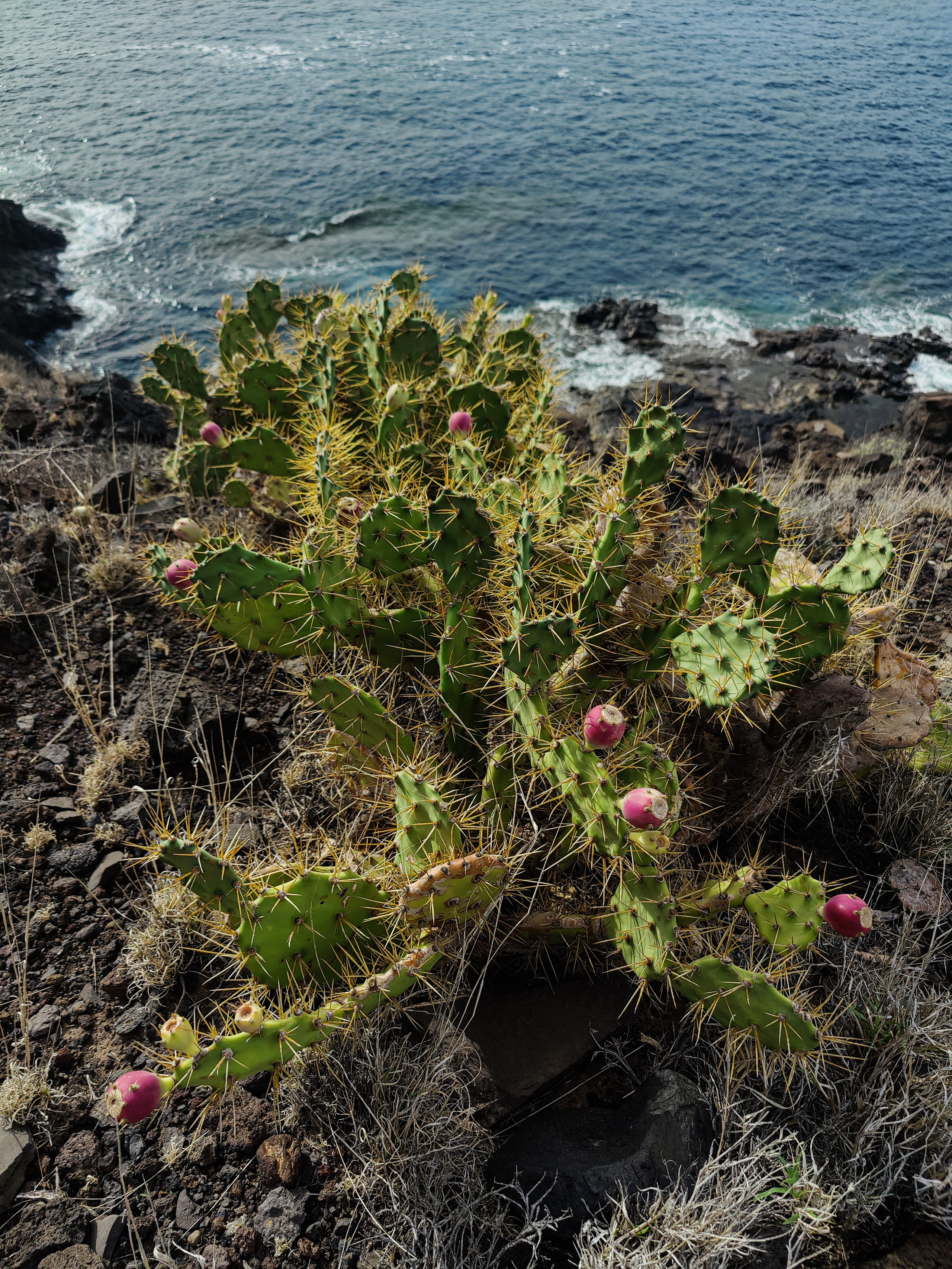 Tenerife. Фотограф и видеограф в Израиле Соня Скай