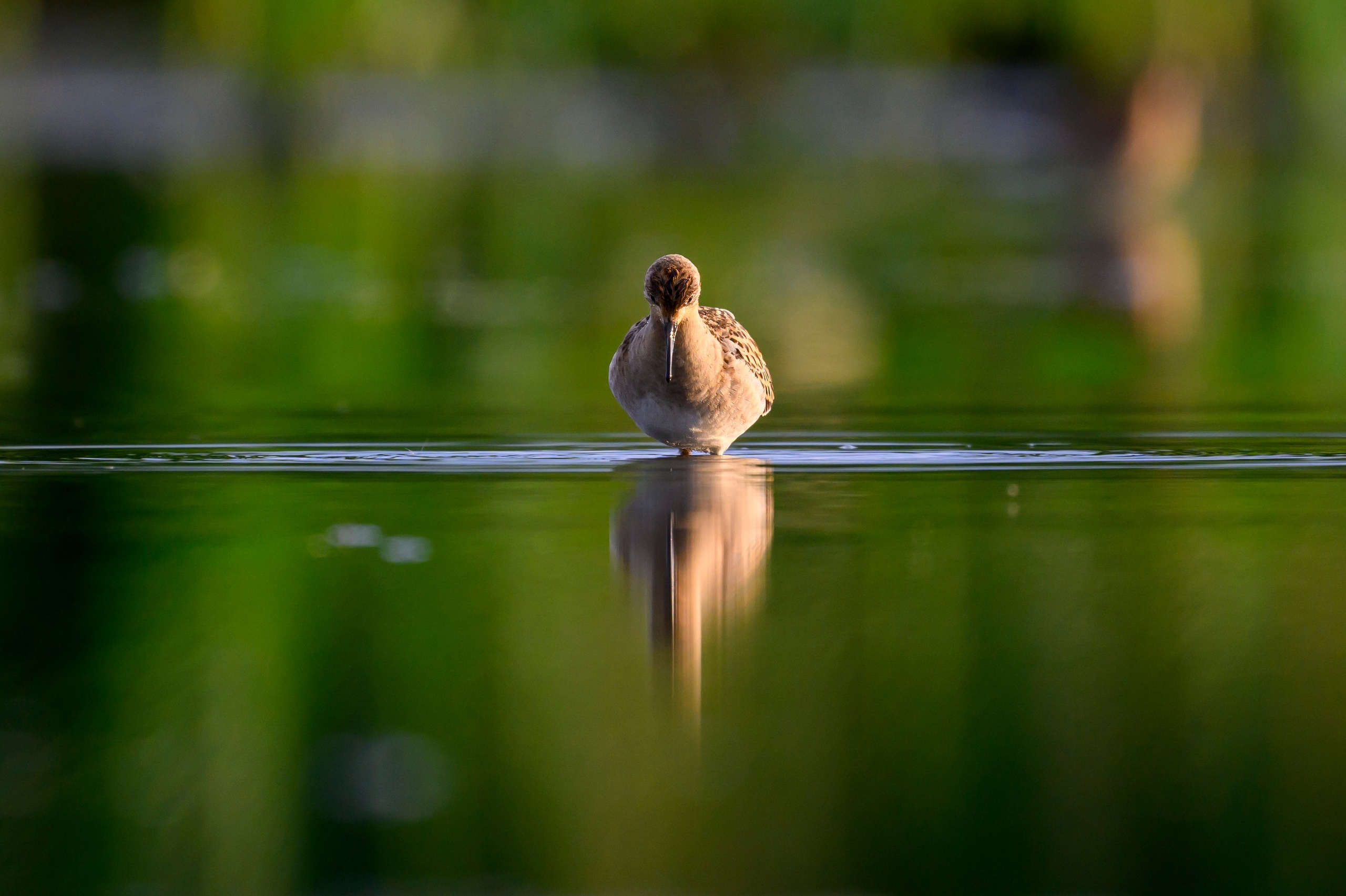 Веретенники, фифи и турухтаны. Godwits, Wood sandpipers and Ruffs. Фотограф Сергей Пупонин