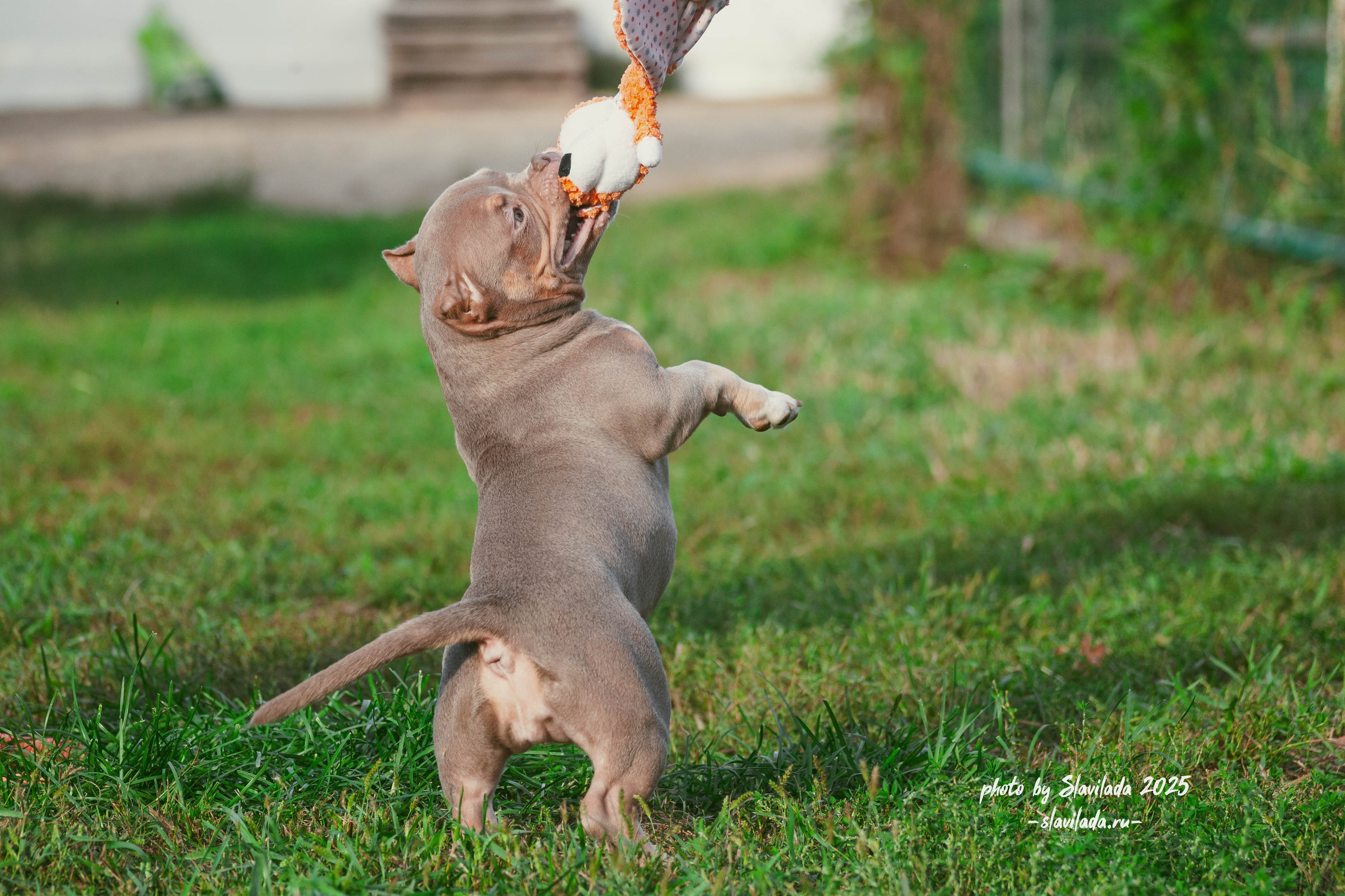 Американский булли. Slavilada-Лапки. Свет. Любовь… Профессиональная фотосессия питомцев Для памяти, пристройства и продажи. Хабаровск