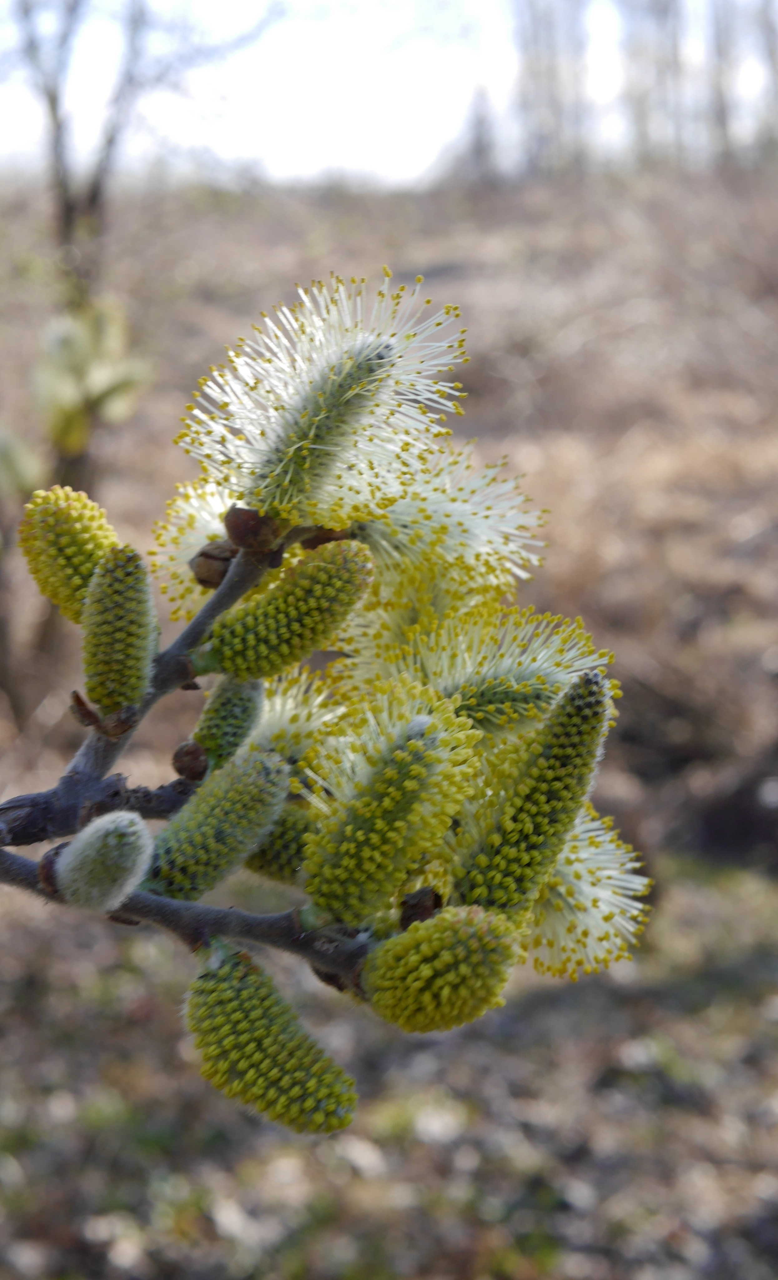 Вся красота мира в одной картинке
