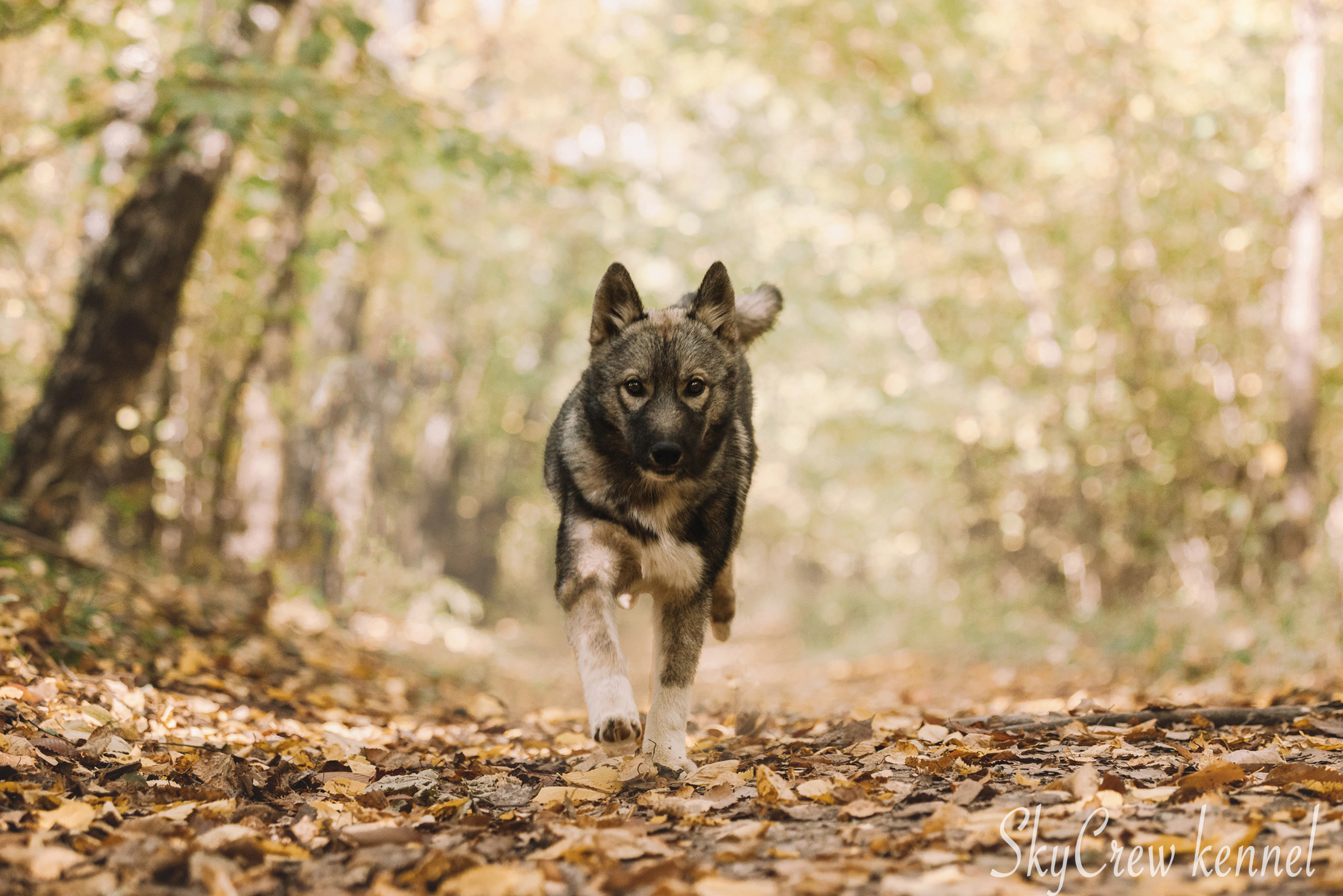 Питомник хаски SkyCrew. Фотограф в Москве Даша Зуева
