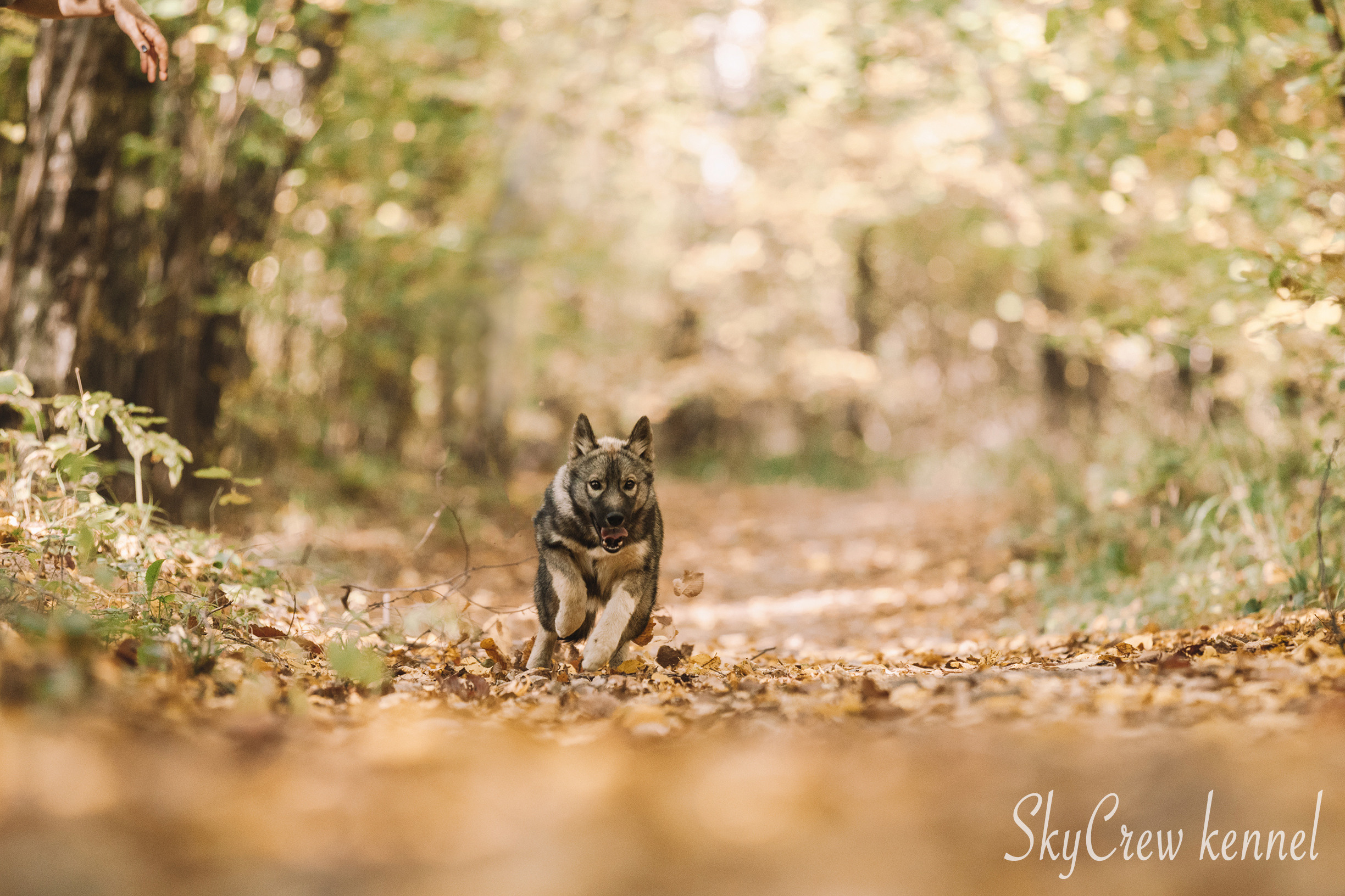 Питомник хаски SkyCrew. Фотограф в Москве Даша Зуева