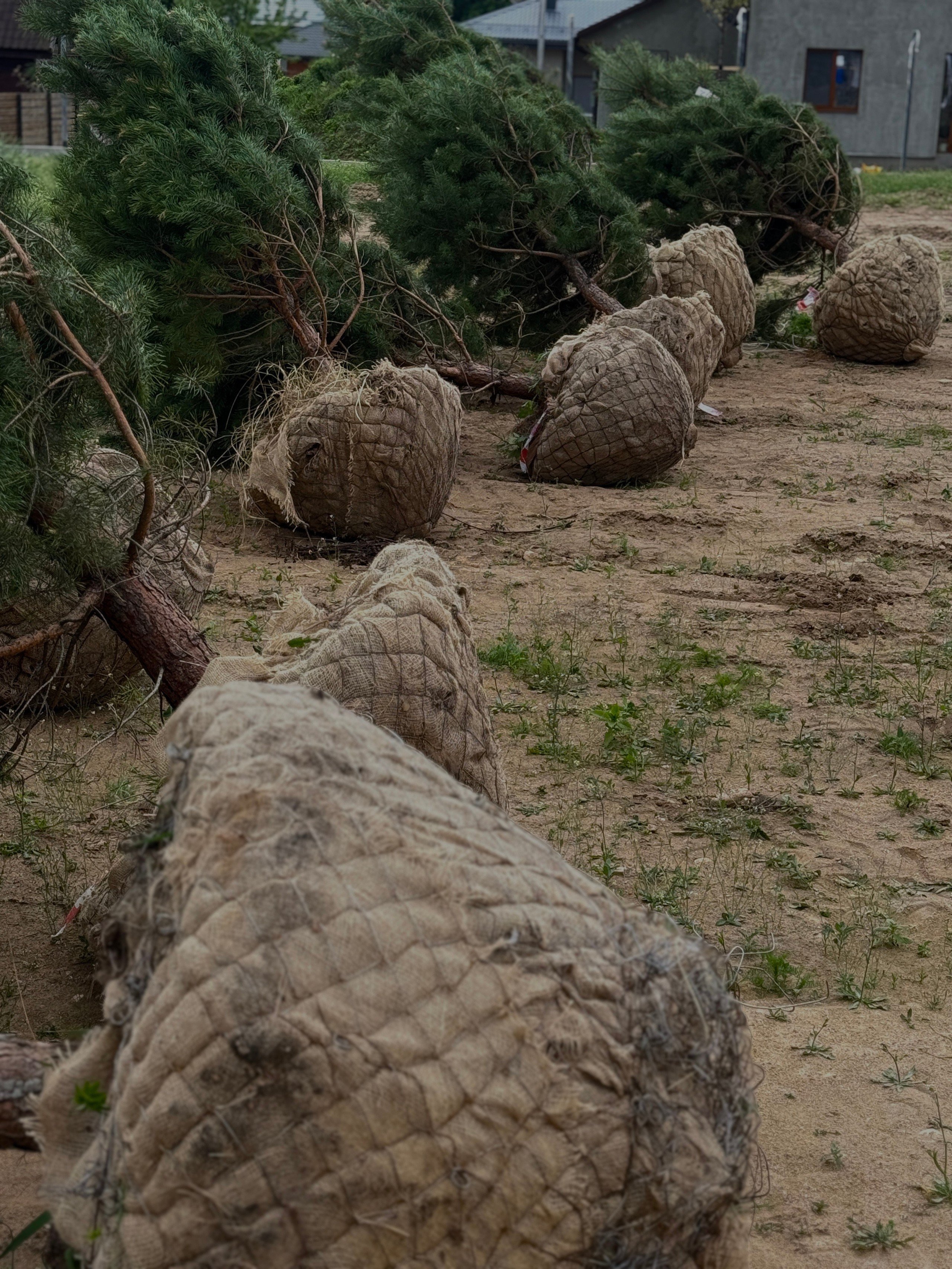 Посадки крупномеров. LA. Ландшафтный дизайн в Минске и Гродно