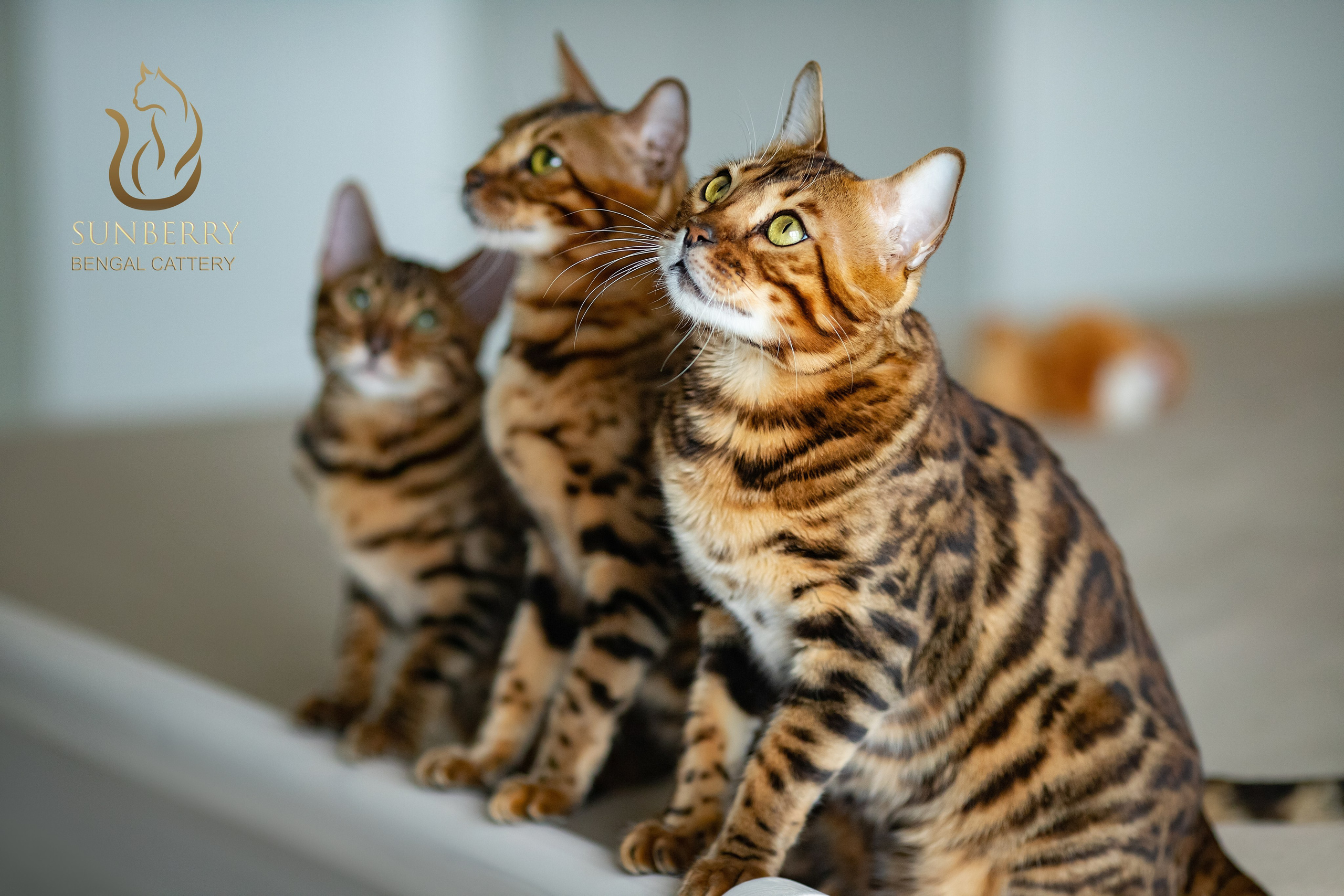 Питомник бенгальских кошек Минск | WCF Sunberry Bengal Cattery. Арт фотограф в Минске Анастасия Корбут