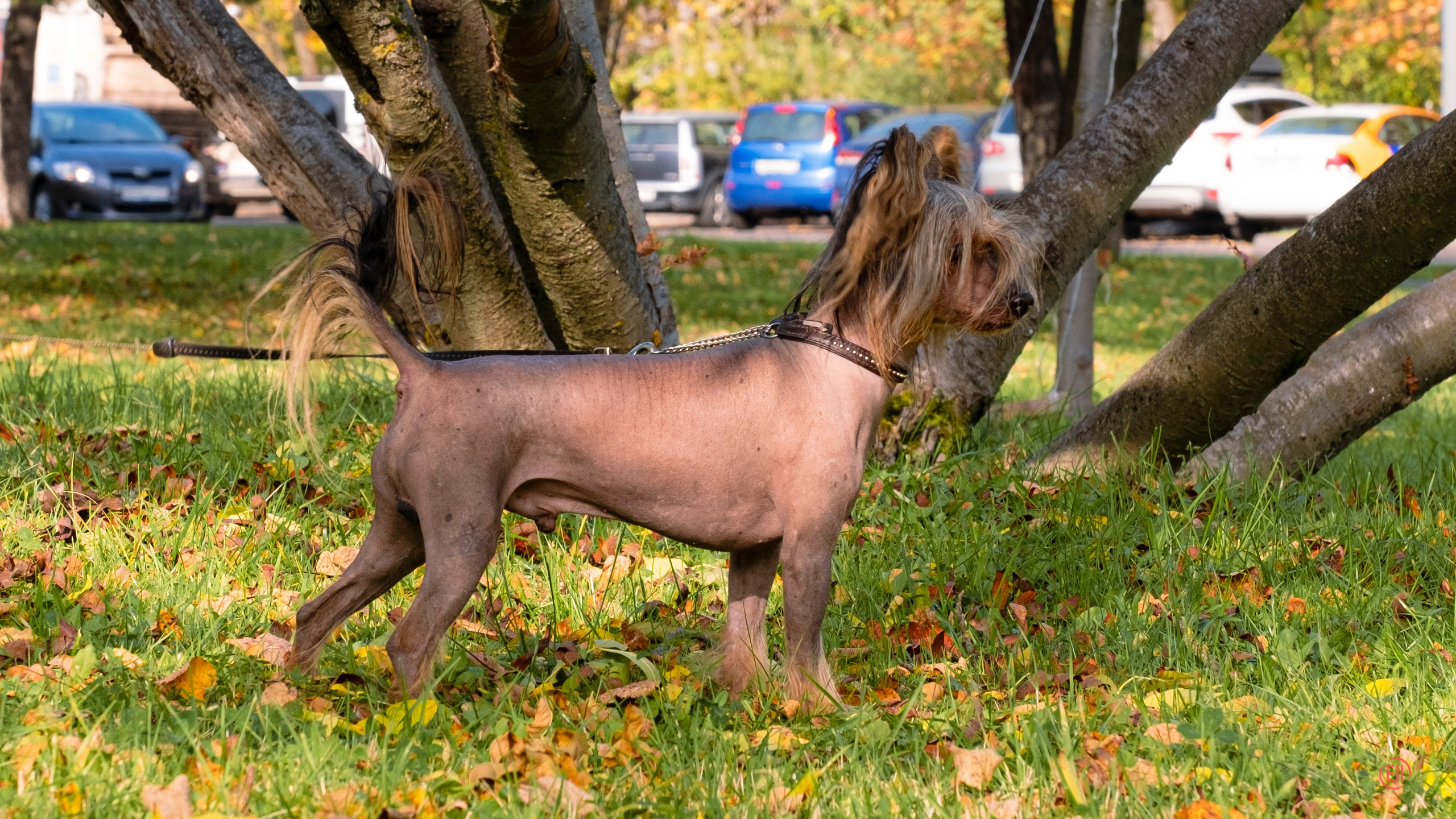 On a walk. Chinese Crested Dog Kennel Poale Ell