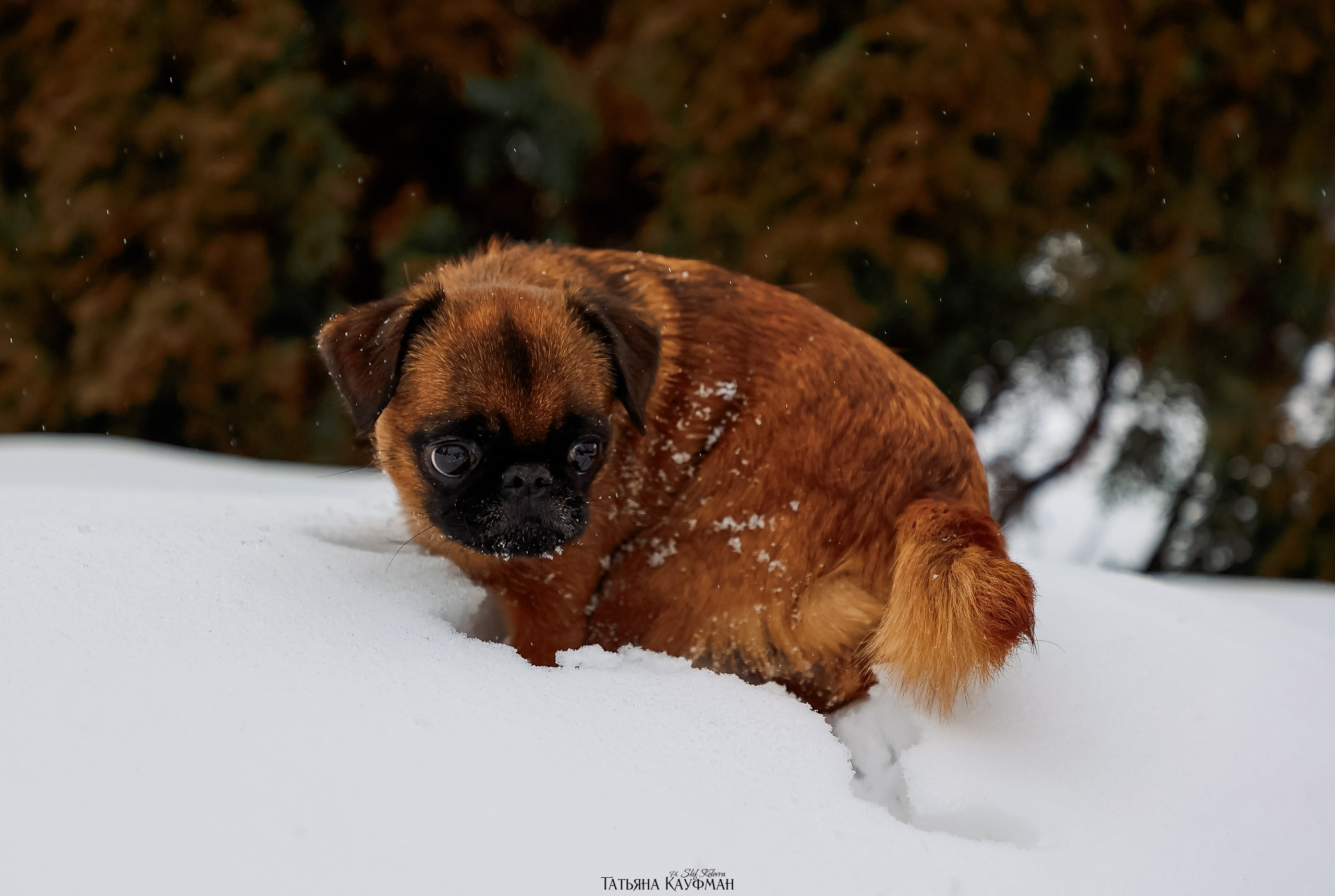 Малый брабансон, фотография брабансон, красивая собака, фотограф анималист, фотокурс Анималистика, научиться фотографировать собак, фотограф Новосибирск