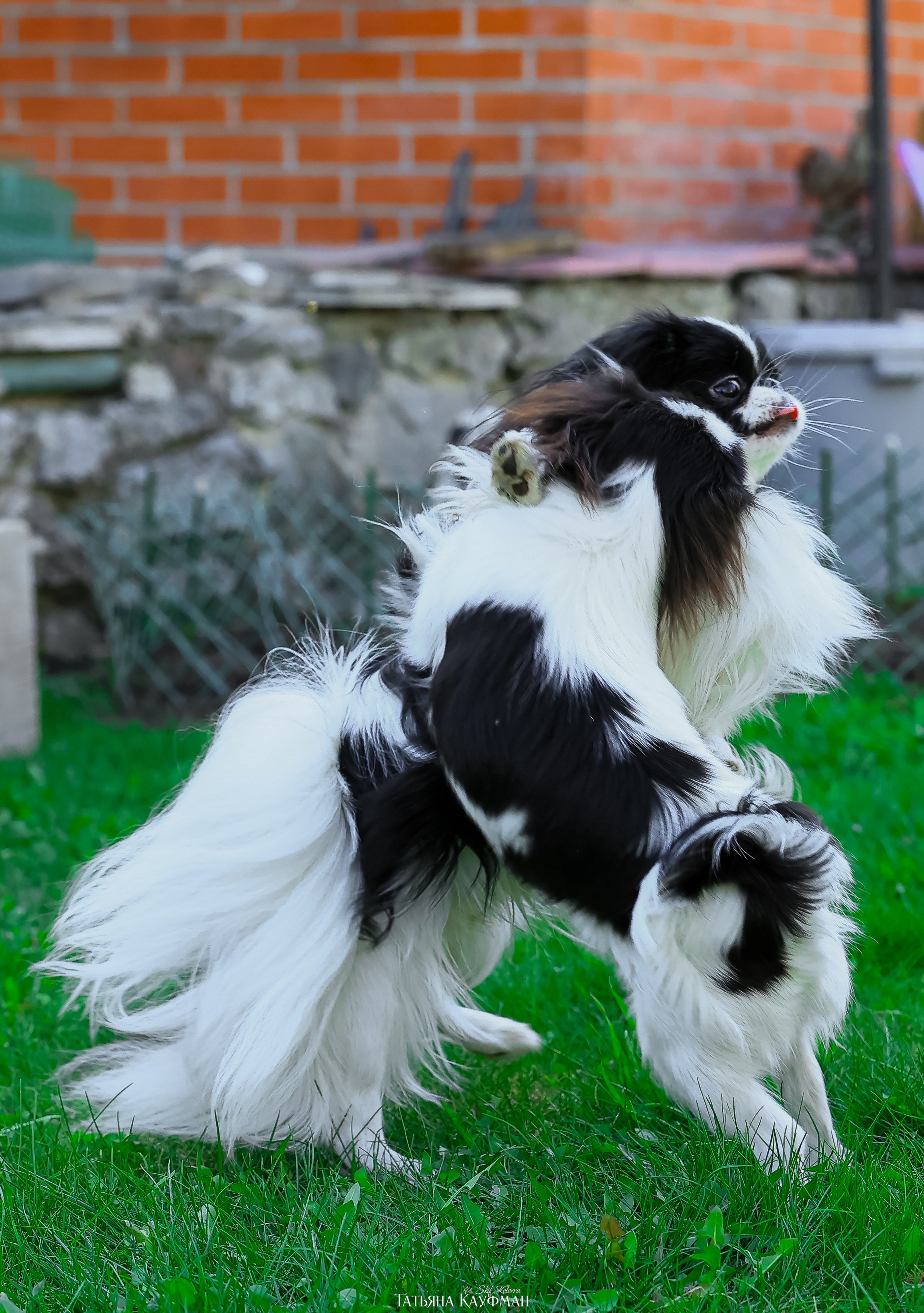 Японский хин, фотография японский хин, собака в цветах, красивая собака, фотограф анималист, фотокурс Анималистика, научиться фотографировать собак, фотограф Новосибирск