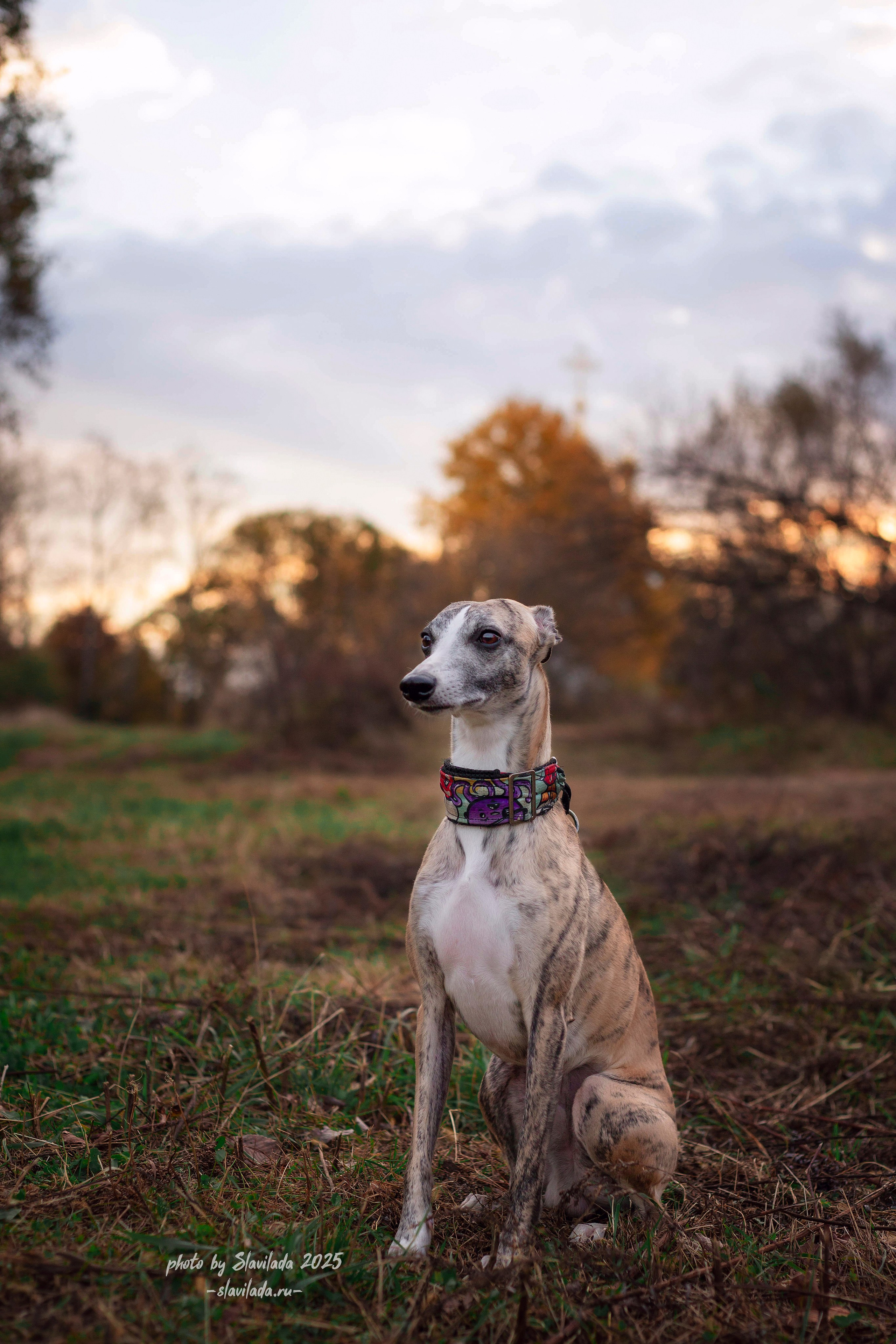 Рассвет. Slavilada-Лапки. Свет. Любовь… Профессиональная фотосессия питомцев Для памяти, пристройства и продажи. Хабаровск