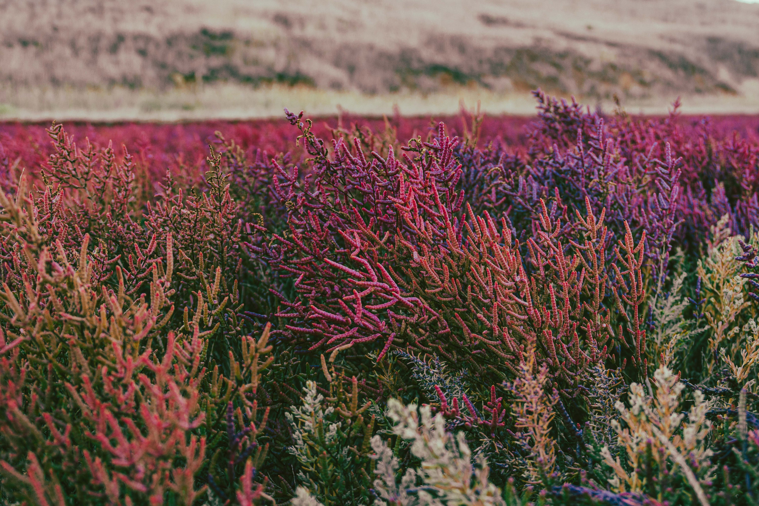 Марсианское поле. Елена Волкова семейный фотограф в станице Гостагаевской города-курорта Анапа