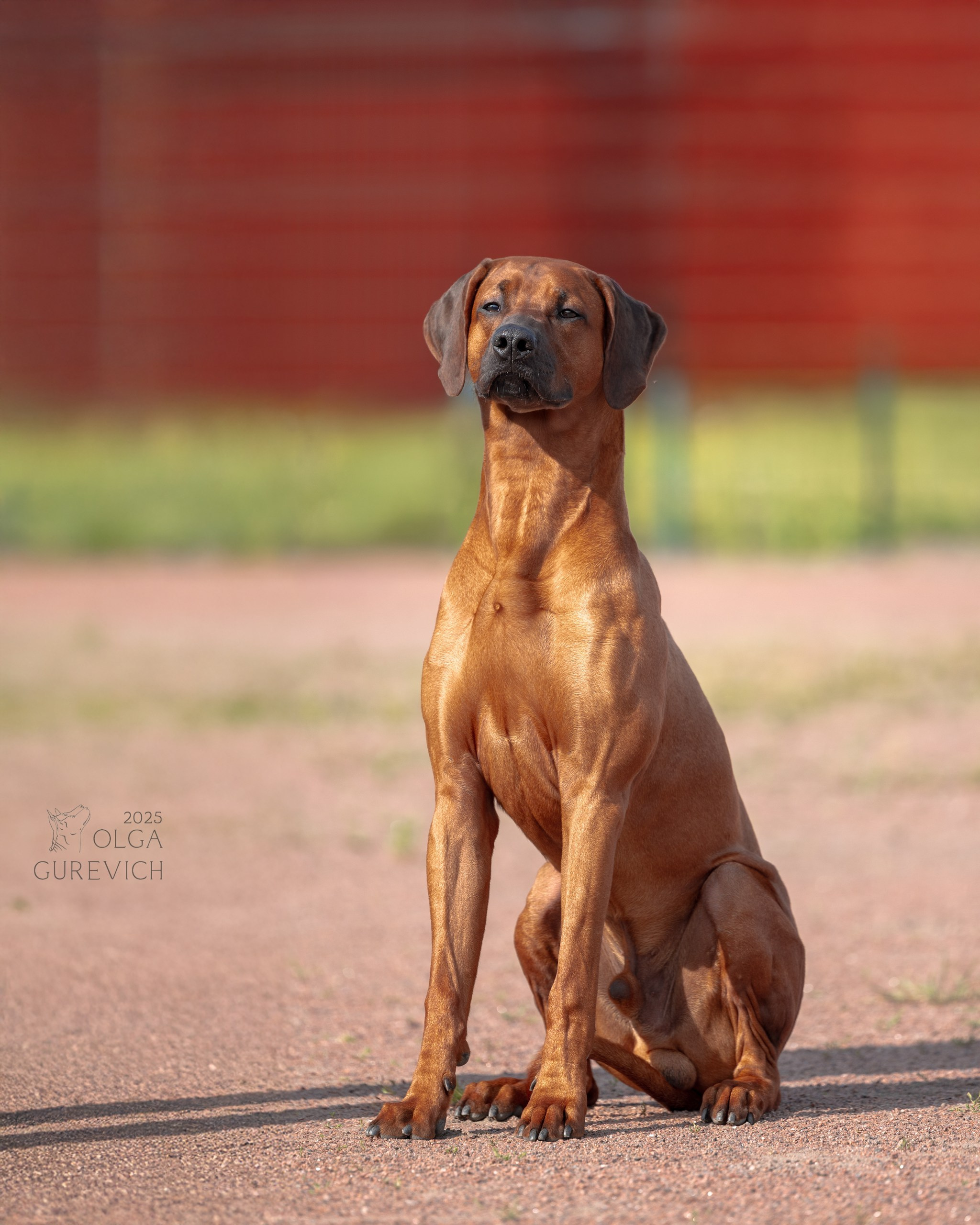 Родезийские Риджбеки в Санкт-Петербурге