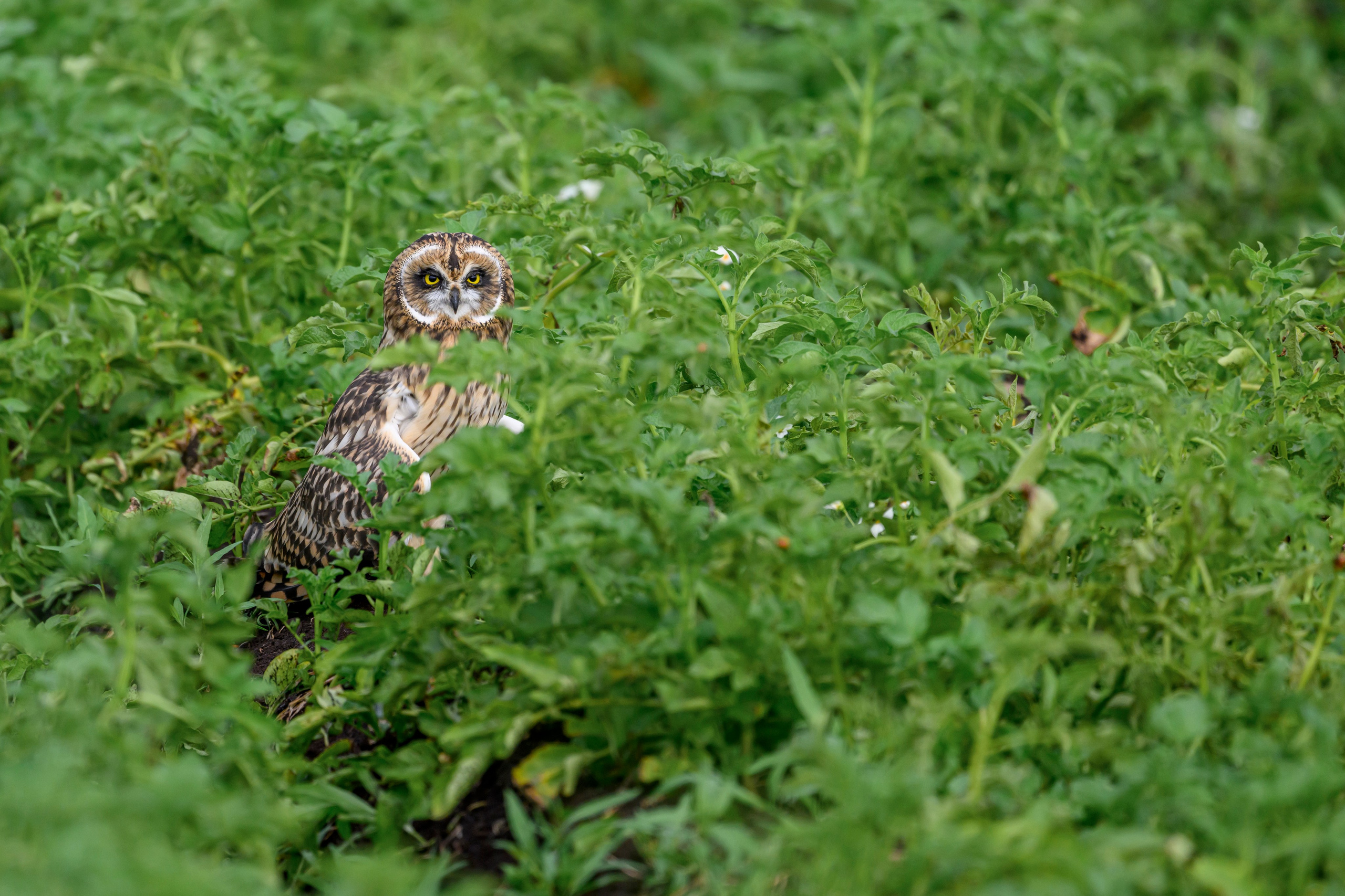 Совята учатся летать. Owlets learn to fly. Фотограф Сергей Пупонин