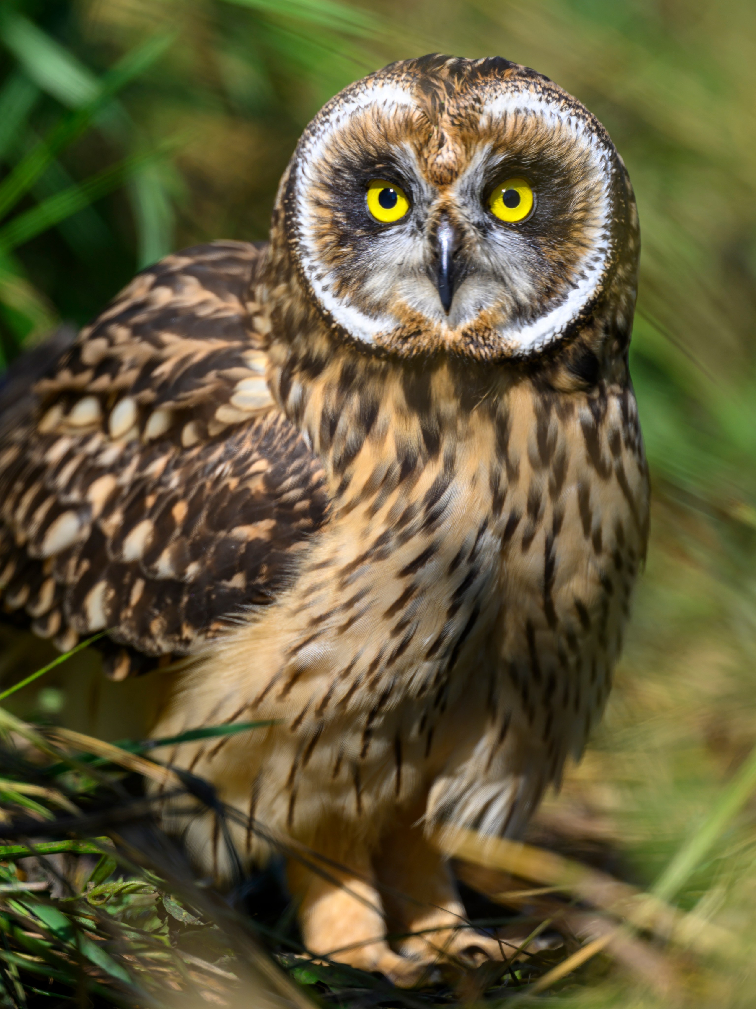 Храбрый совенок | Brave owlet. Фотограф Сергей Пупонин