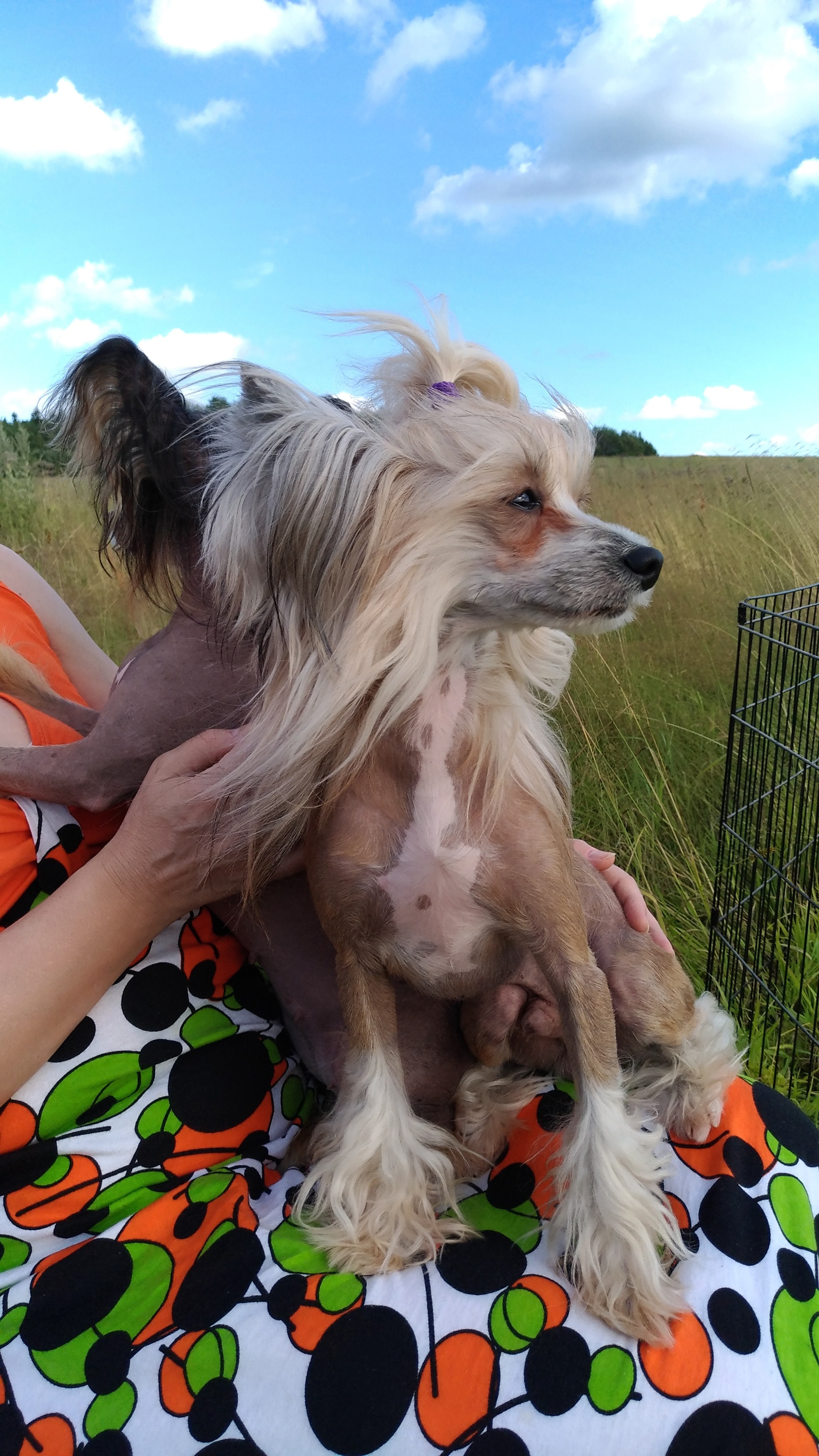 В поле под присмотром сокола. Питомник китайских хохлатых собак Poale Ell: купить щенка в питомнике