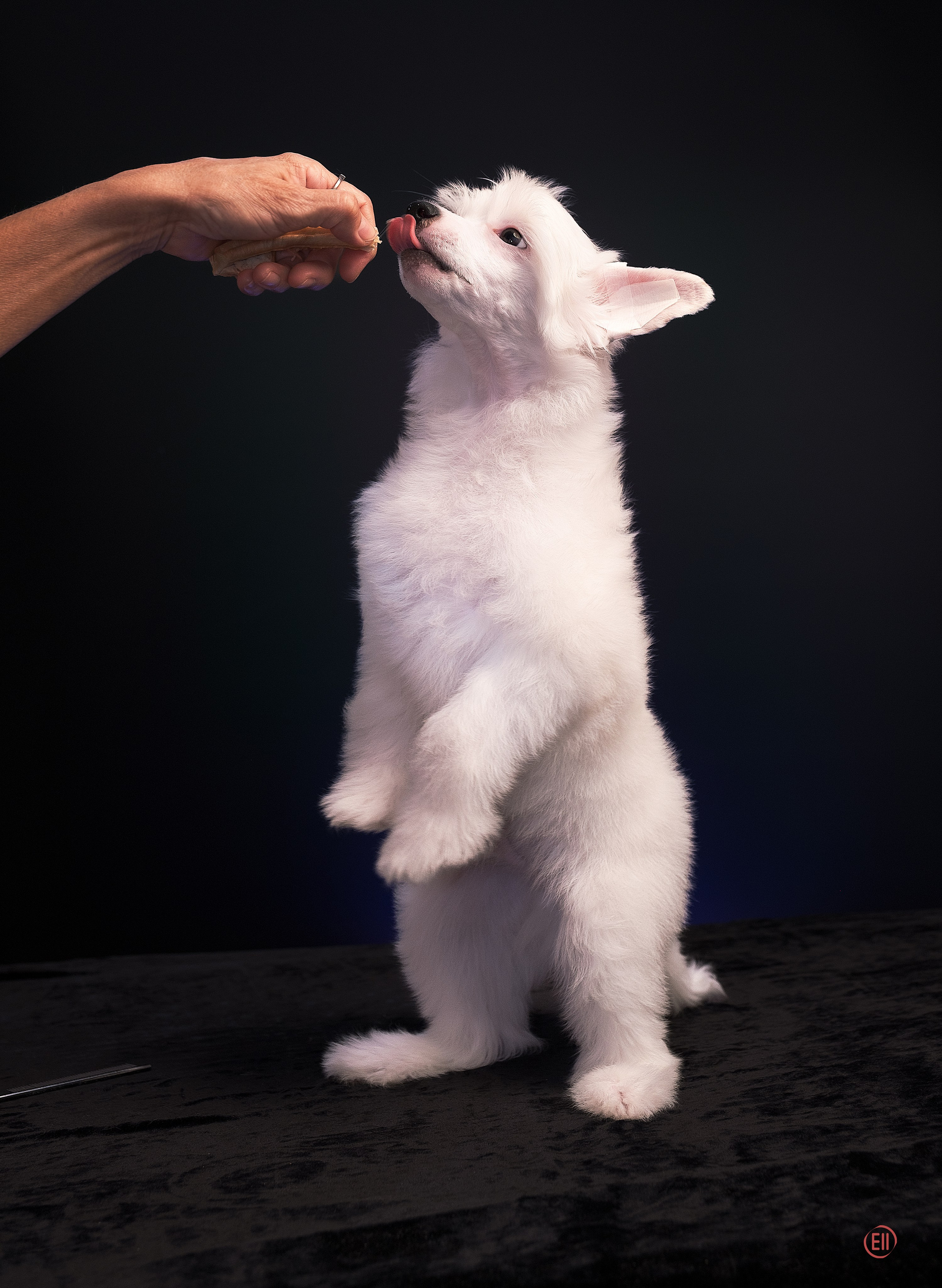 First photo session of the litter “F” of the Laisan Island kennel. Chinese Crested Dog Kennel Poale Ell